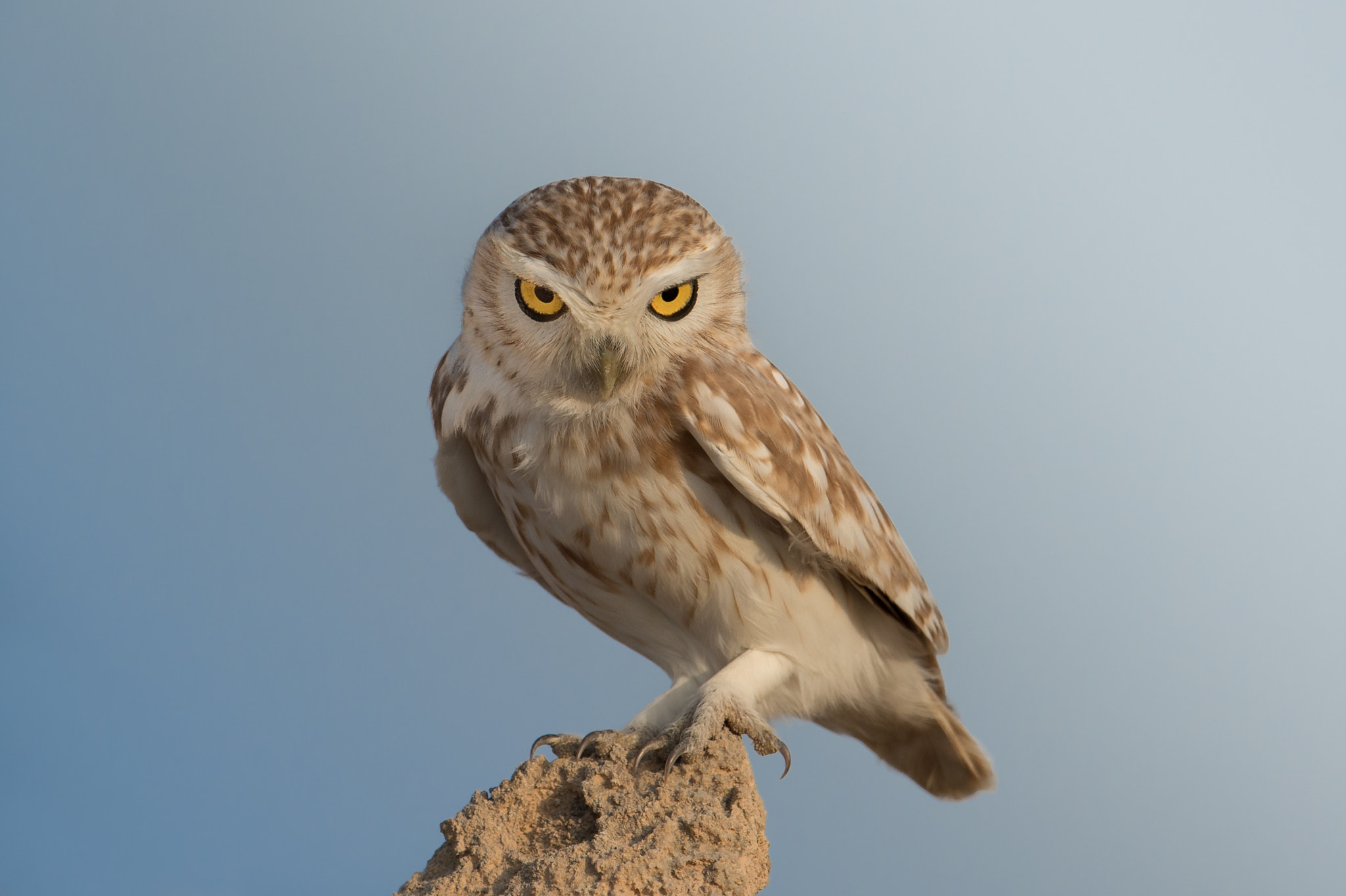 Nikon D4S sample photo. Lilith owl photography