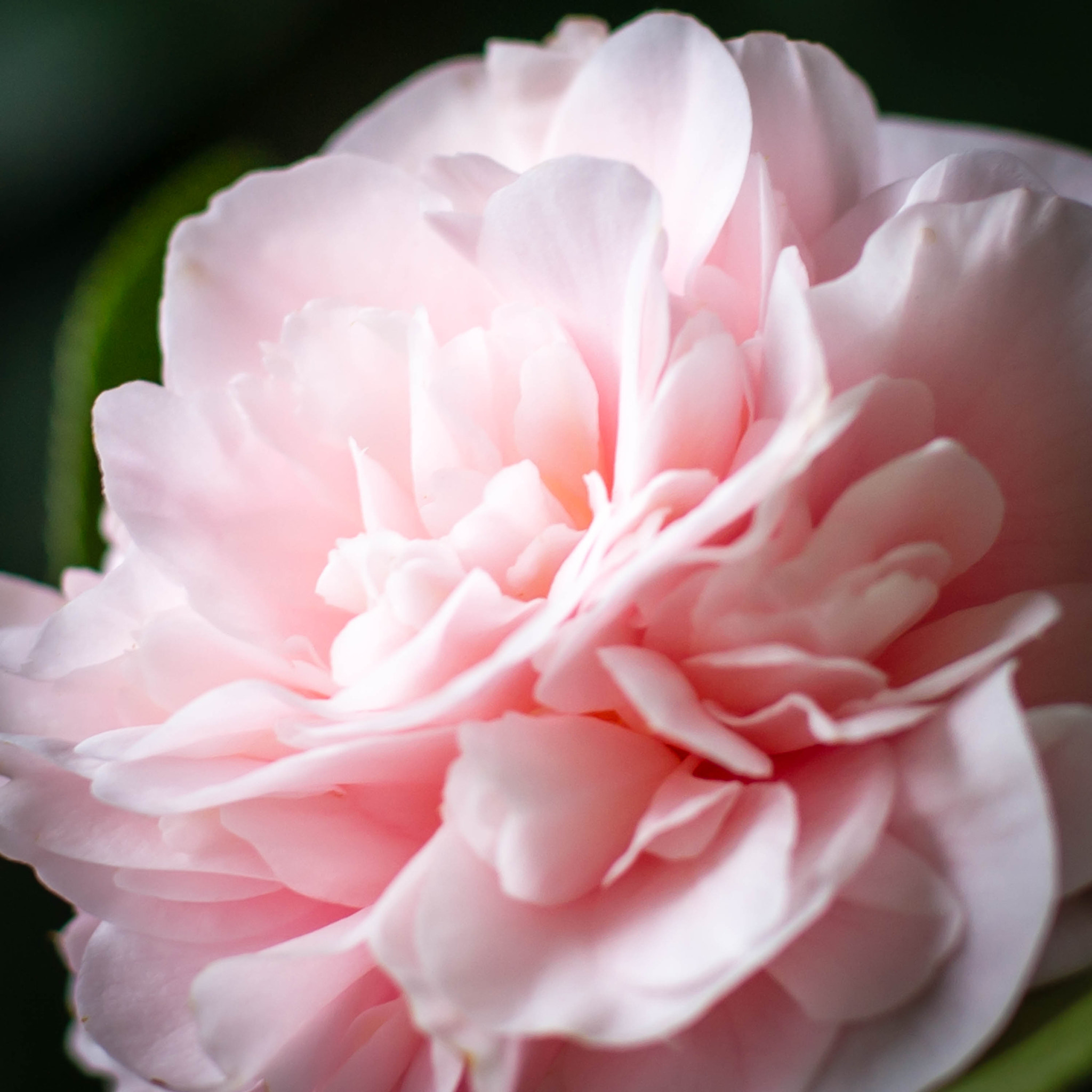 Sony Planar T* 50mm F1.4 ZA SSM sample photo. Pink photography
