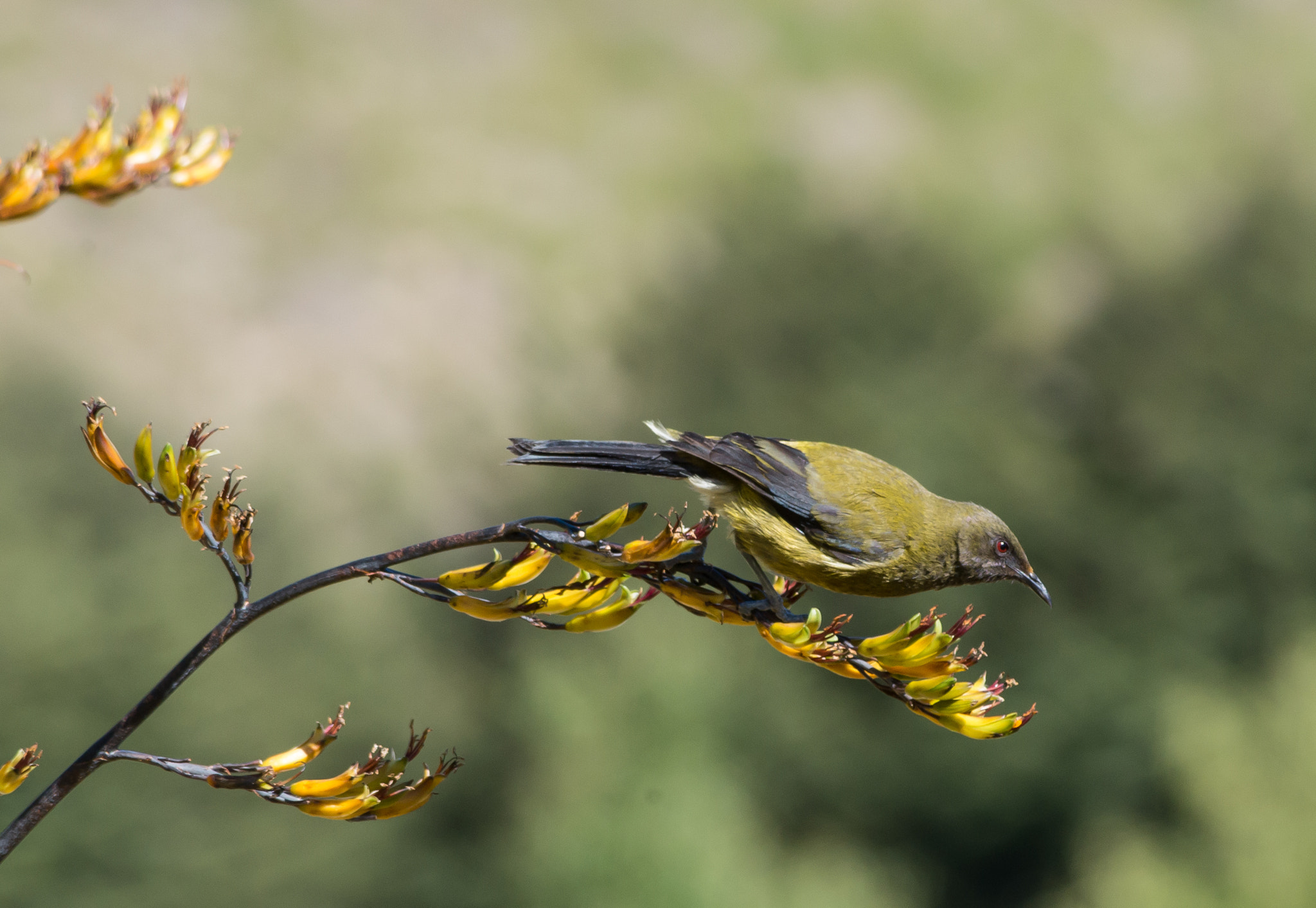 Pentax smc DA 55-300mm F4.0-5.8 ED sample photo. Bellbird photography
