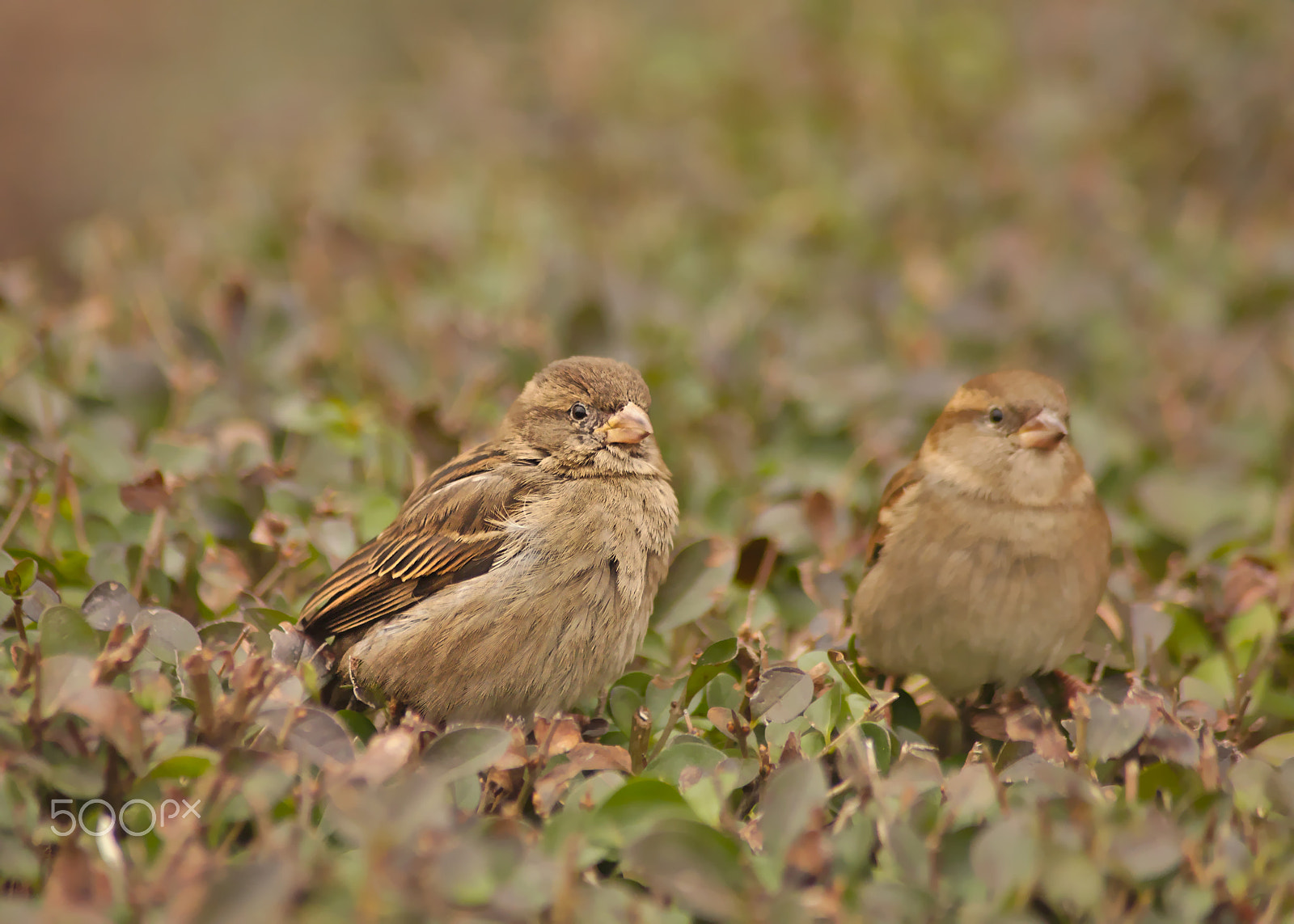 Nikon AF Nikkor 70-300mm F4-5.6G sample photo. Sparrows again photography