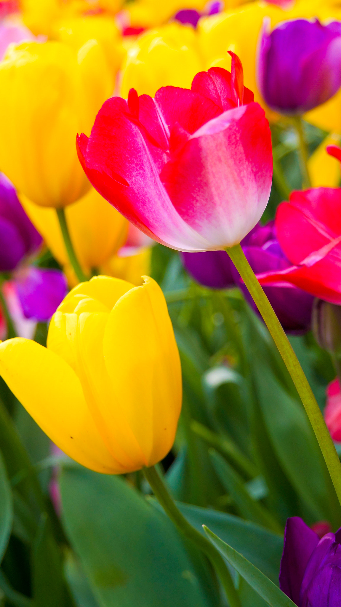 Sony E 18-200mm F3.5-6.3 OSS LE sample photo. Only for you photography
