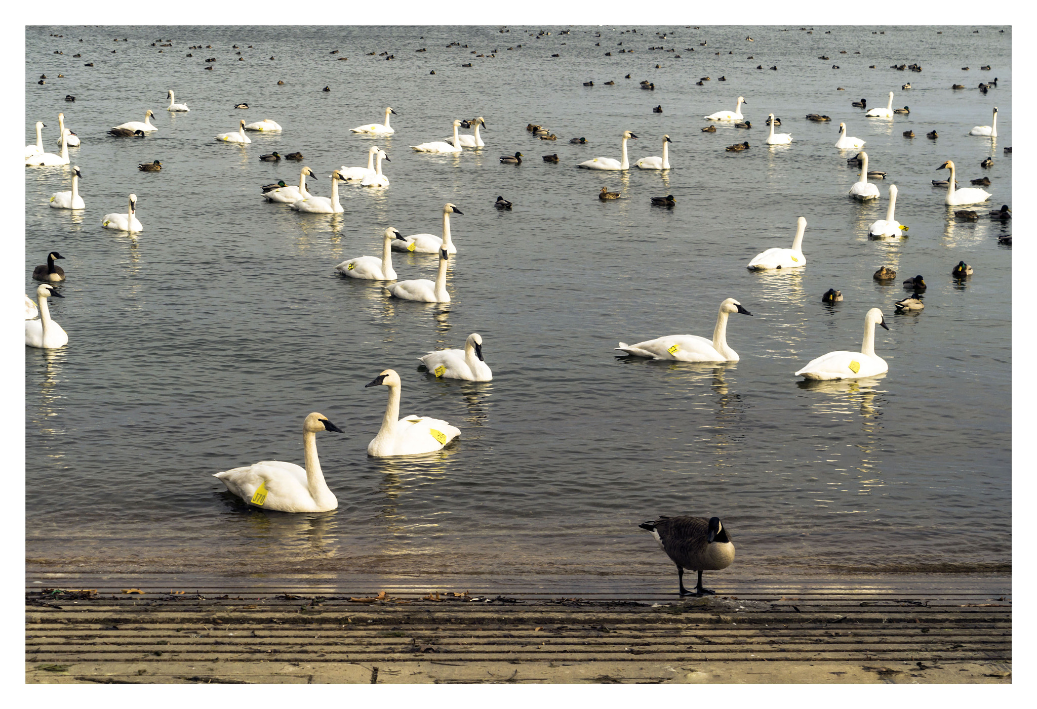 Panasonic Lumix DMC-GX1 sample photo. La salle park &amp; marina photography
