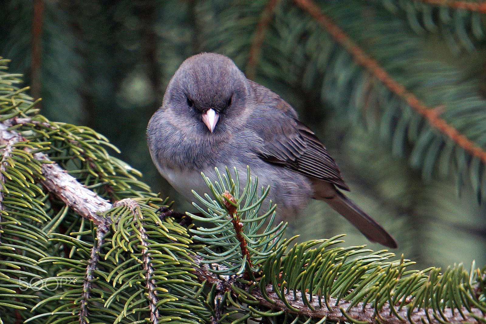 Sony E 55-210mm F4.5-6.3 OSS sample photo. Dark-eyed junco photography