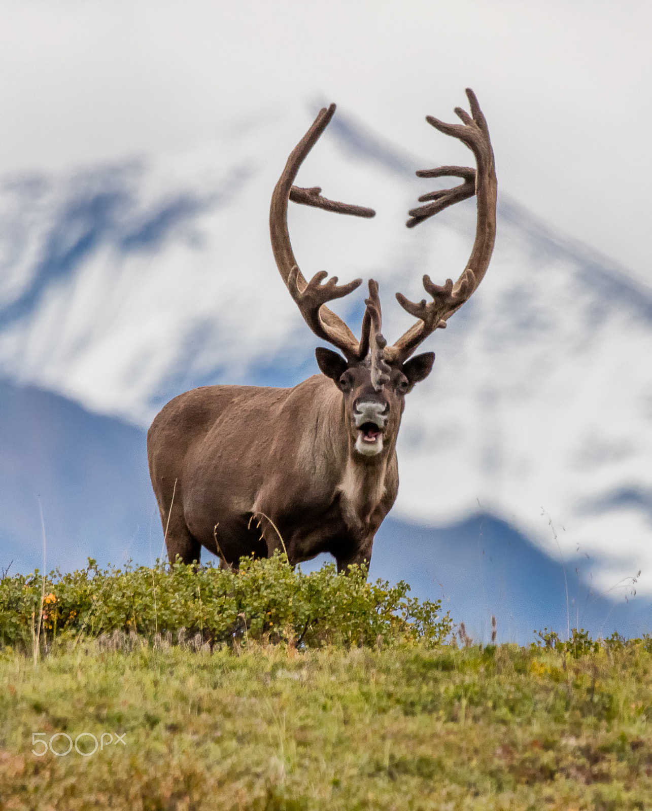Sigma 150-600mm F5-6.3 DG OS HSM | C sample photo. Bull caribou denali national park photography