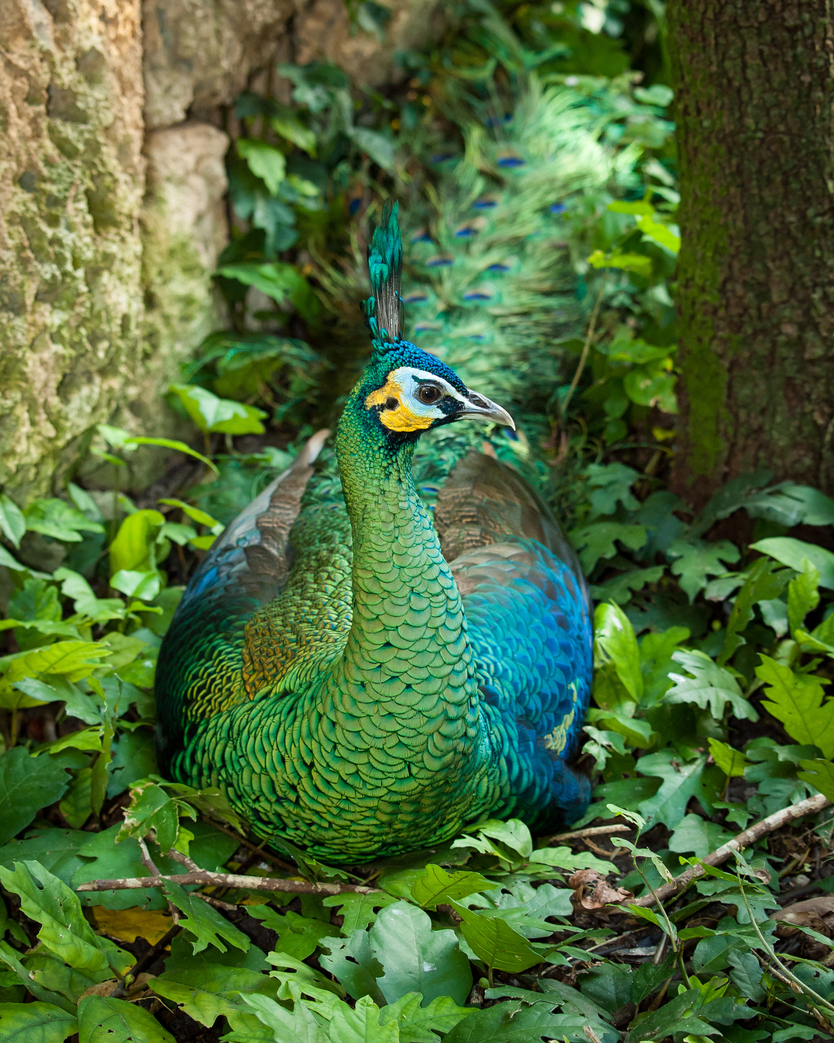 Olympus E-620 (EVOLT E-620) sample photo. Green peafowl photography