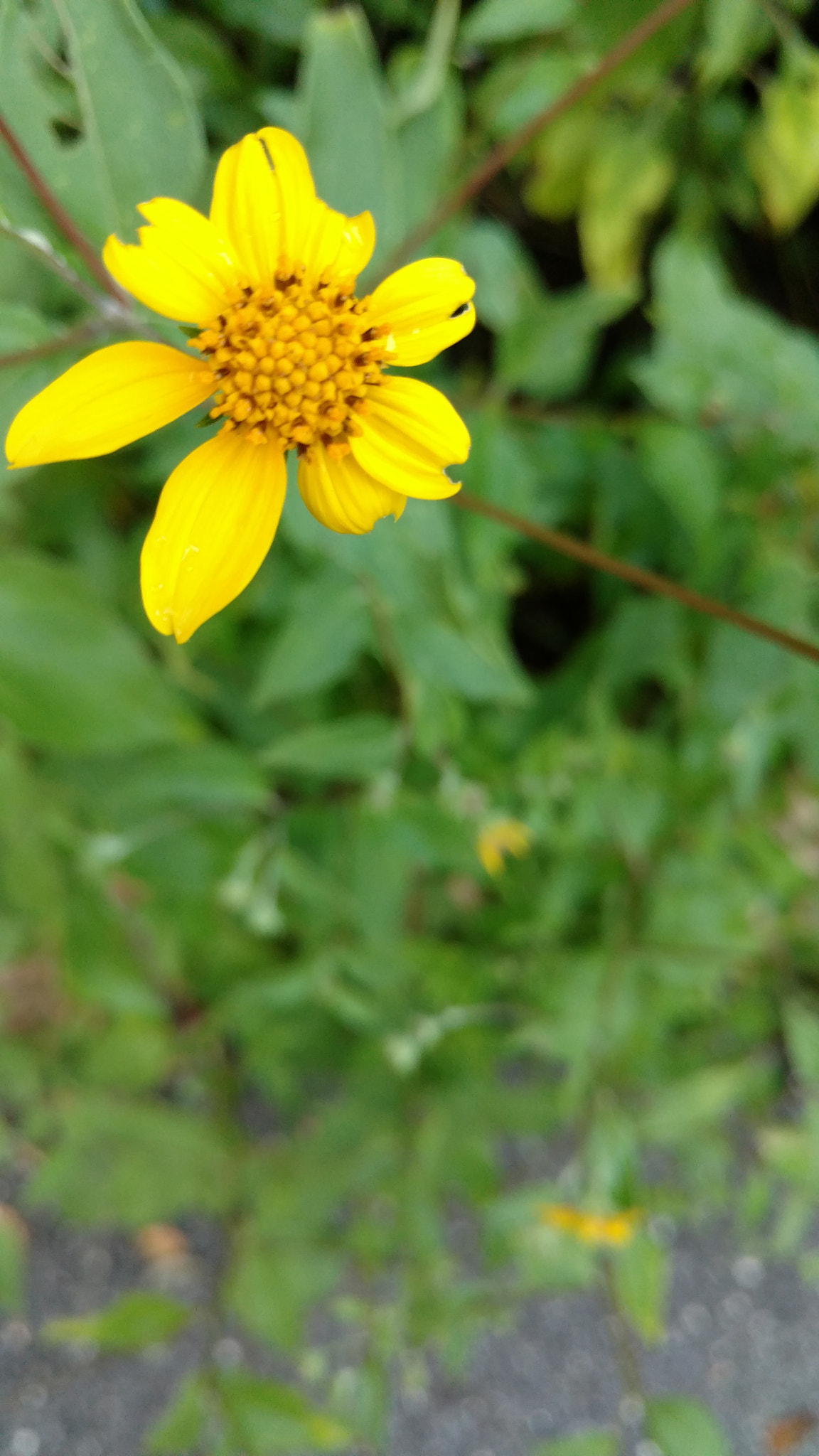 Motorola Moto X Force sample photo