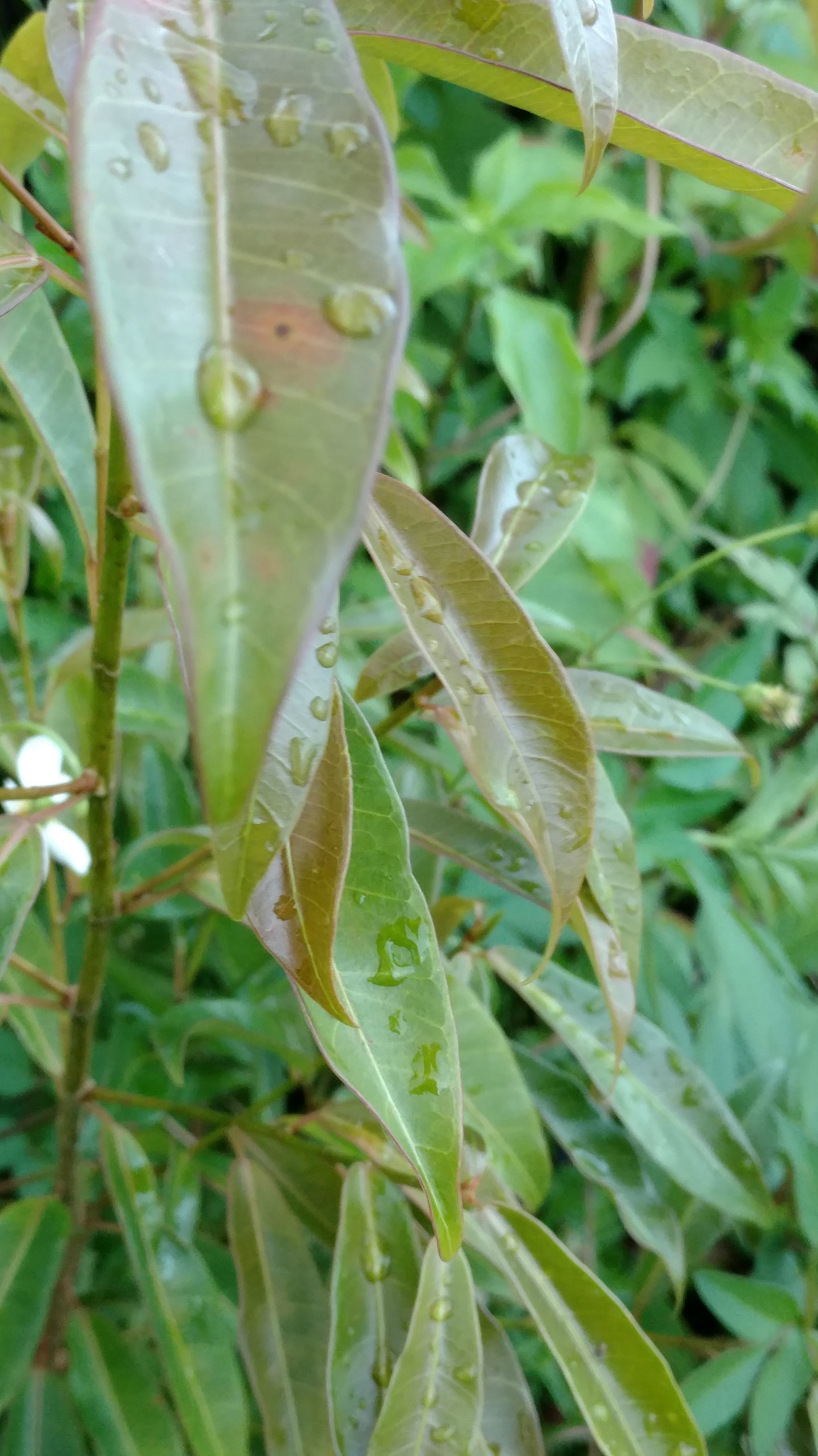 Motorola Moto X Force sample photo