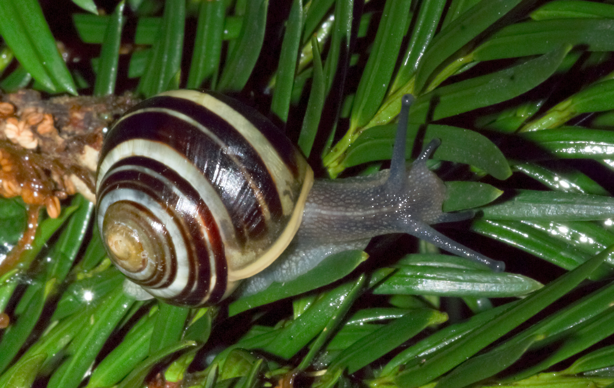 Sony SLT-A77 + Minolta AF 100mm F2.8 Macro [New] sample photo. 2014-06-27 vancouver west end garden snail-6 photography