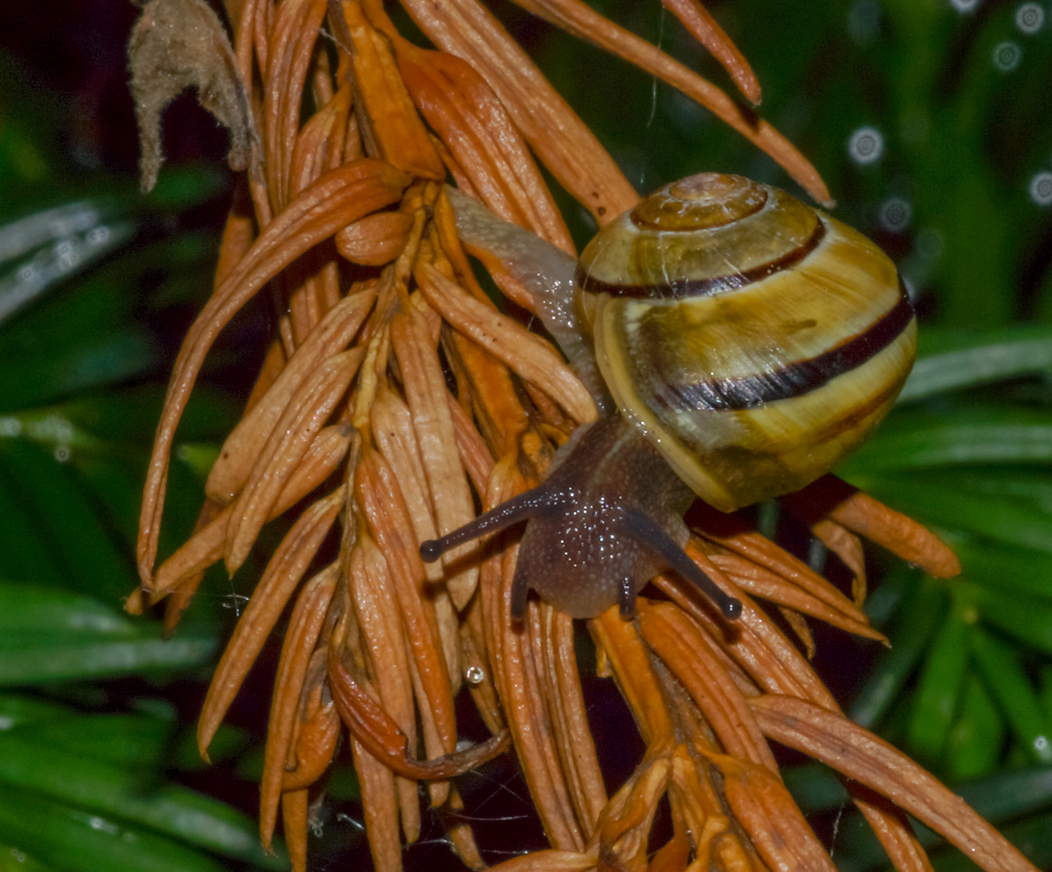 Sony SLT-A77 + Minolta AF 100mm F2.8 Macro [New] sample photo. 2014-06-27 vancouver west end garden snail-11 photography
