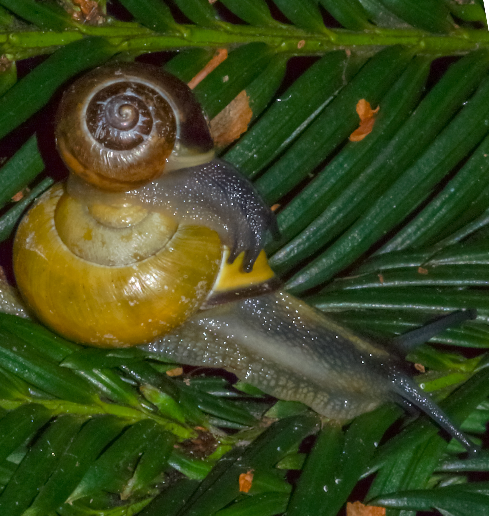 Sony SLT-A77 + Minolta AF 100mm F2.8 Macro [New] sample photo. 2014-06-27 vancouver west end garden snail-17 photography