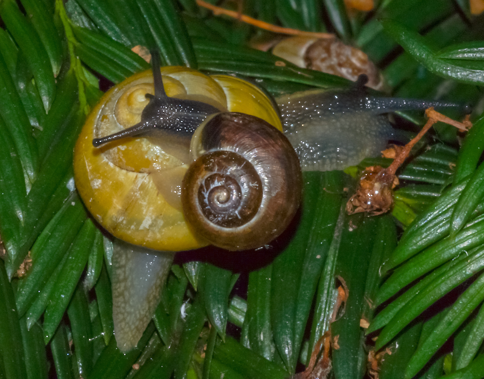 Sony SLT-A77 + Minolta AF 100mm F2.8 Macro [New] sample photo. 2014-06-27 vancouver west end garden snail-21 photography