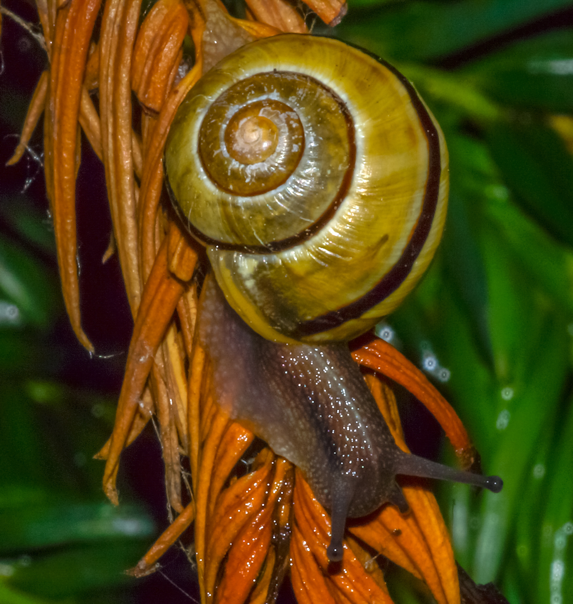 Sony SLT-A77 + Minolta AF 100mm F2.8 Macro [New] sample photo. 2014-06-27 vancouver west end garden snail-25 photography