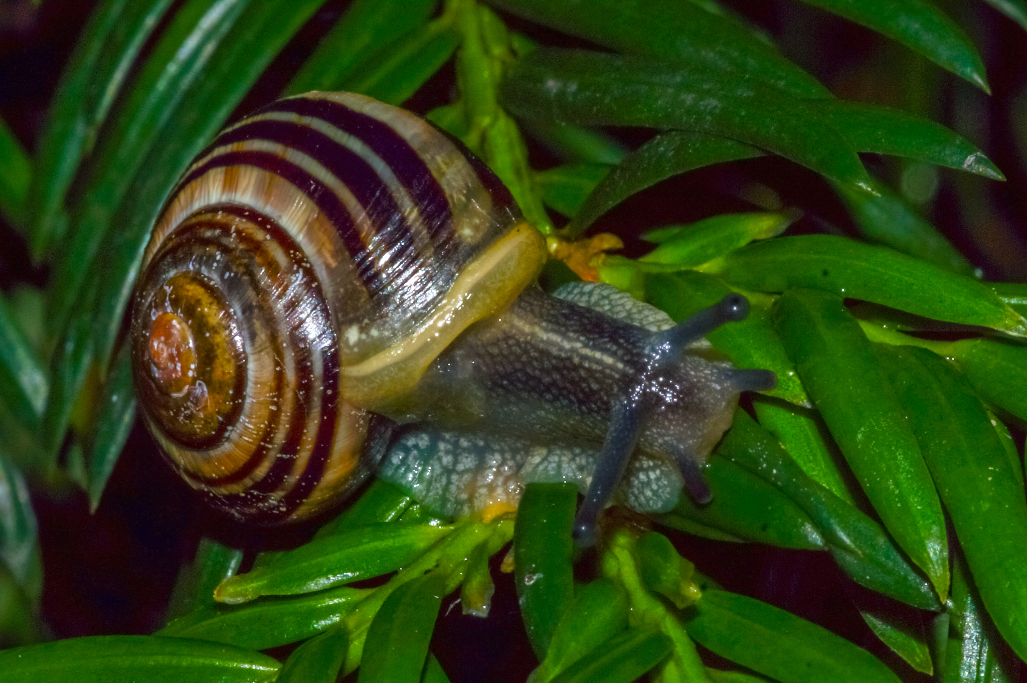 Sony SLT-A77 + Minolta AF 100mm F2.8 Macro [New] sample photo. 2014-06-27 vancouver west end garden snail-27 photography