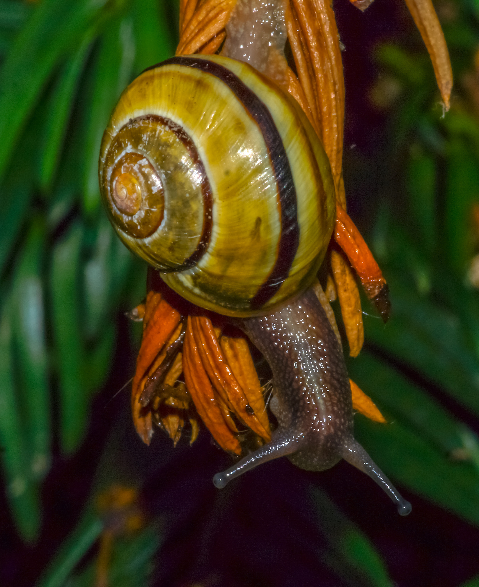 Sony SLT-A77 + Minolta AF 100mm F2.8 Macro [New] sample photo. 2014-06-27 vancouver west end garden snail-28 photography