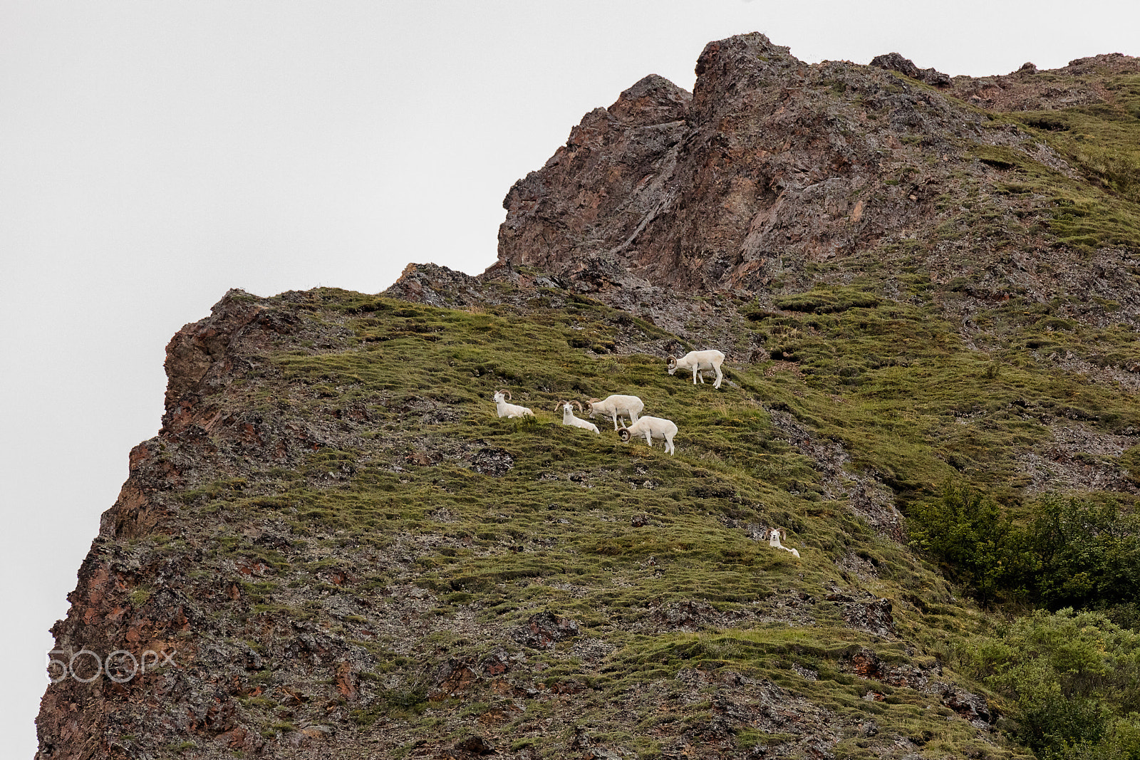 Canon EOS 5DS + Sigma 150-600mm F5-6.3 DG OS HSM | C sample photo. Dale sheep in denali national park photography