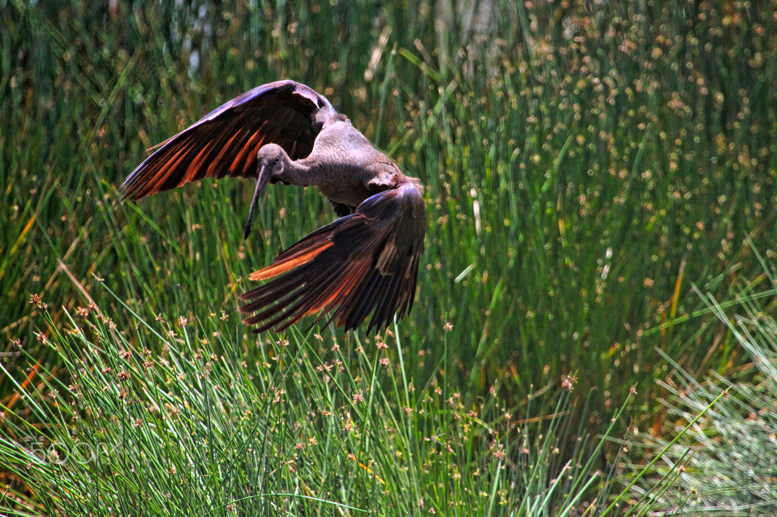 Canon EF 100-400mm F4.5-5.6L IS USM sample photo. Ibis photography