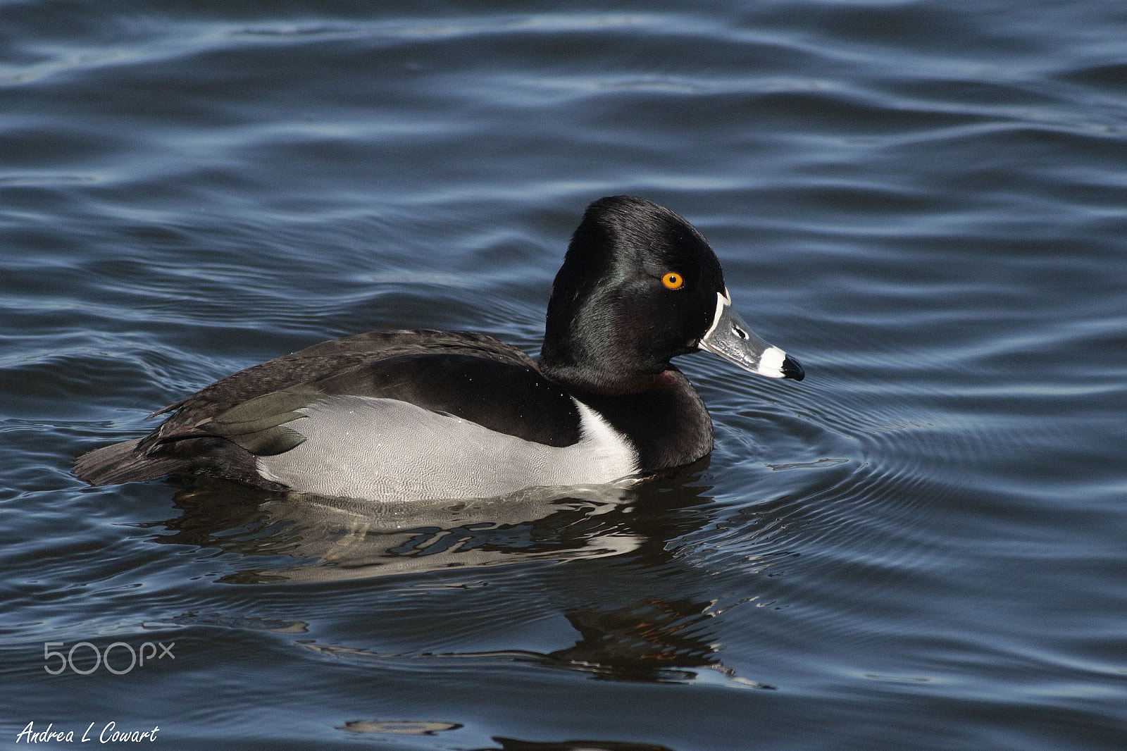 Canon EOS 100D (EOS Rebel SL1 / EOS Kiss X7) + Canon EF 400mm F5.6L USM sample photo. Ring-billed photography