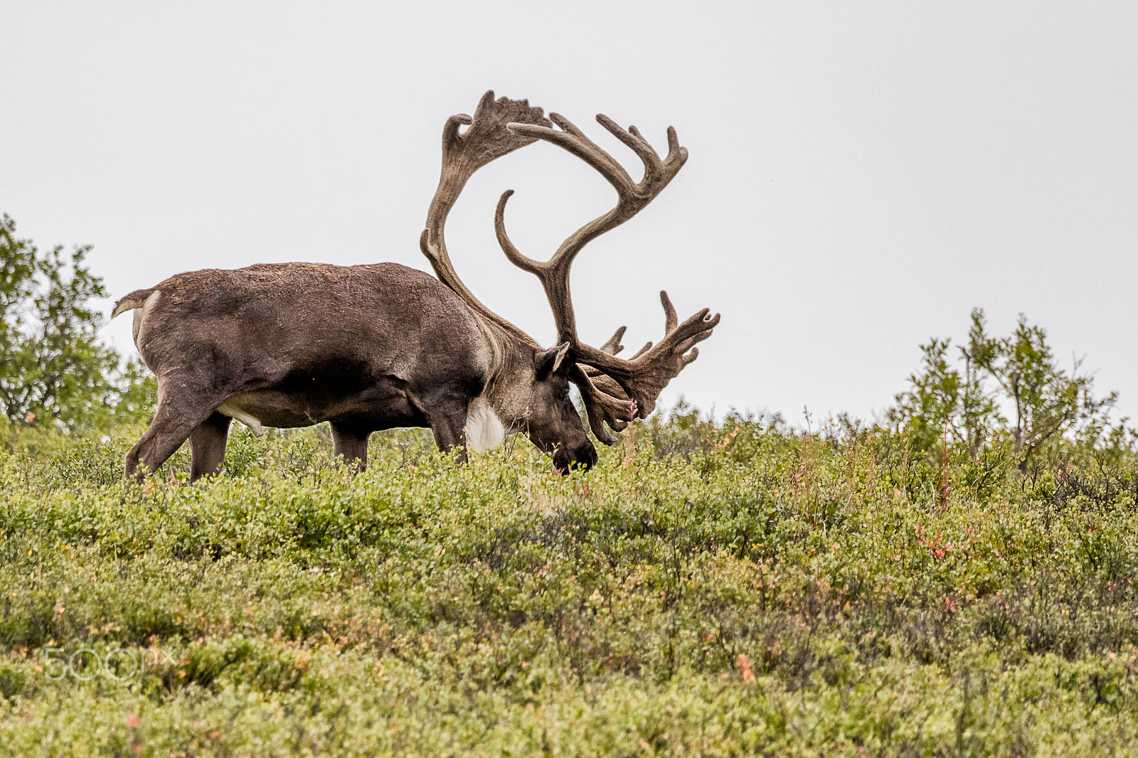 Canon EOS 5DS + Sigma 150-600mm F5-6.3 DG OS HSM | C sample photo. Large bull caribou photography