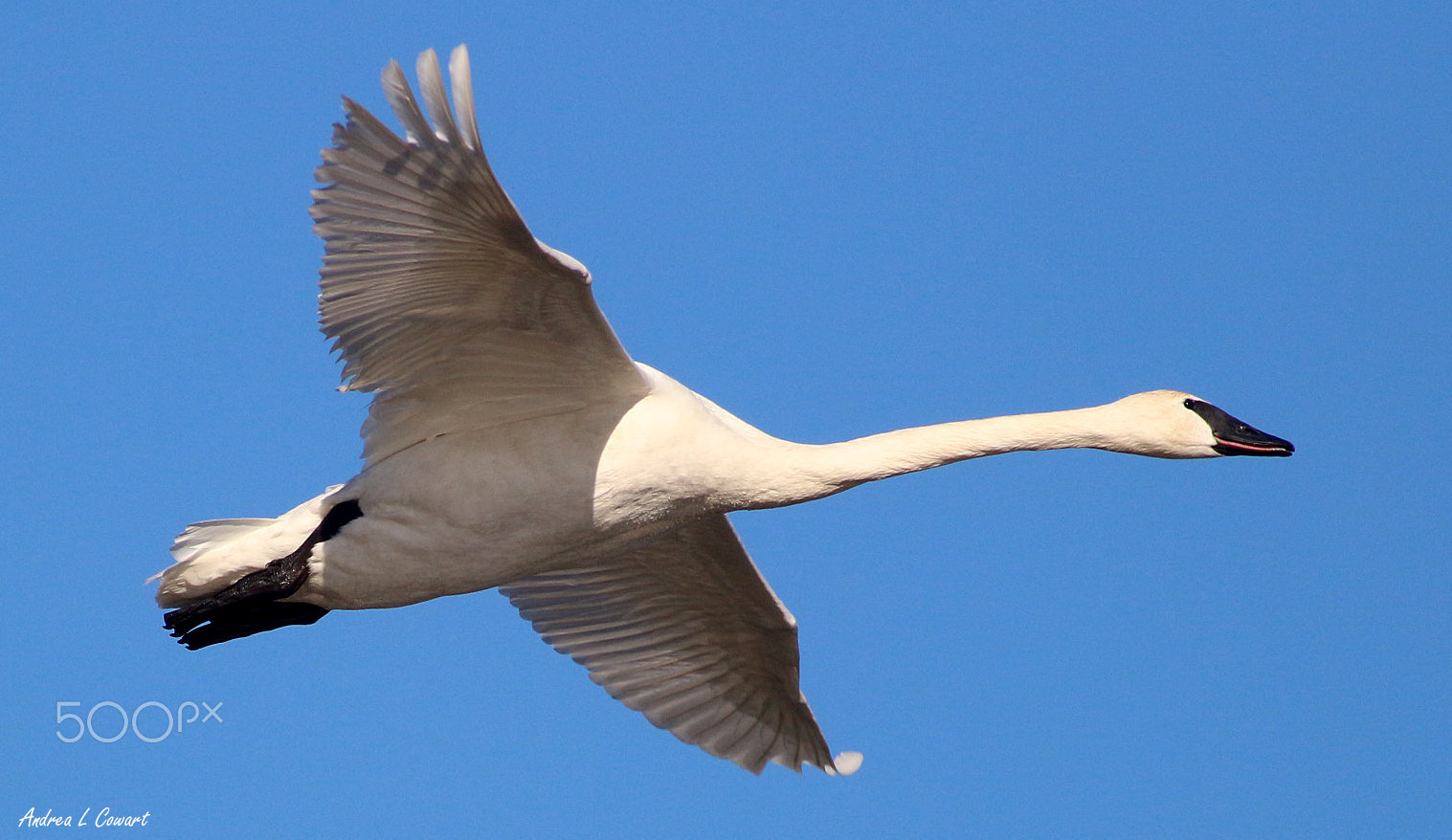 Canon EOS 100D (EOS Rebel SL1 / EOS Kiss X7) + Canon EF 400mm F5.6L USM sample photo. Flying trumpet photography