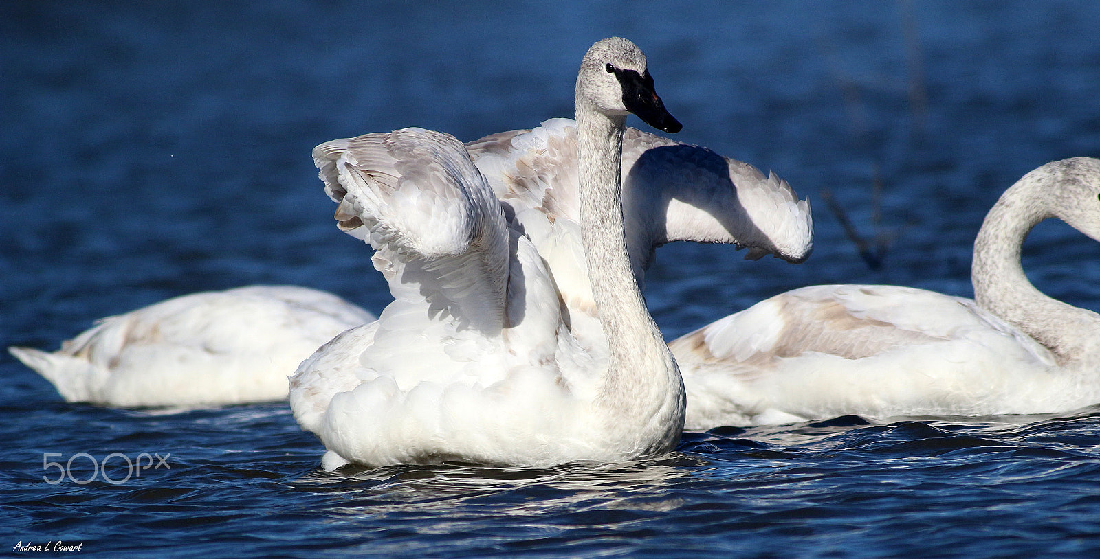 Canon EF 400mm F5.6L USM sample photo. Young & blue photography