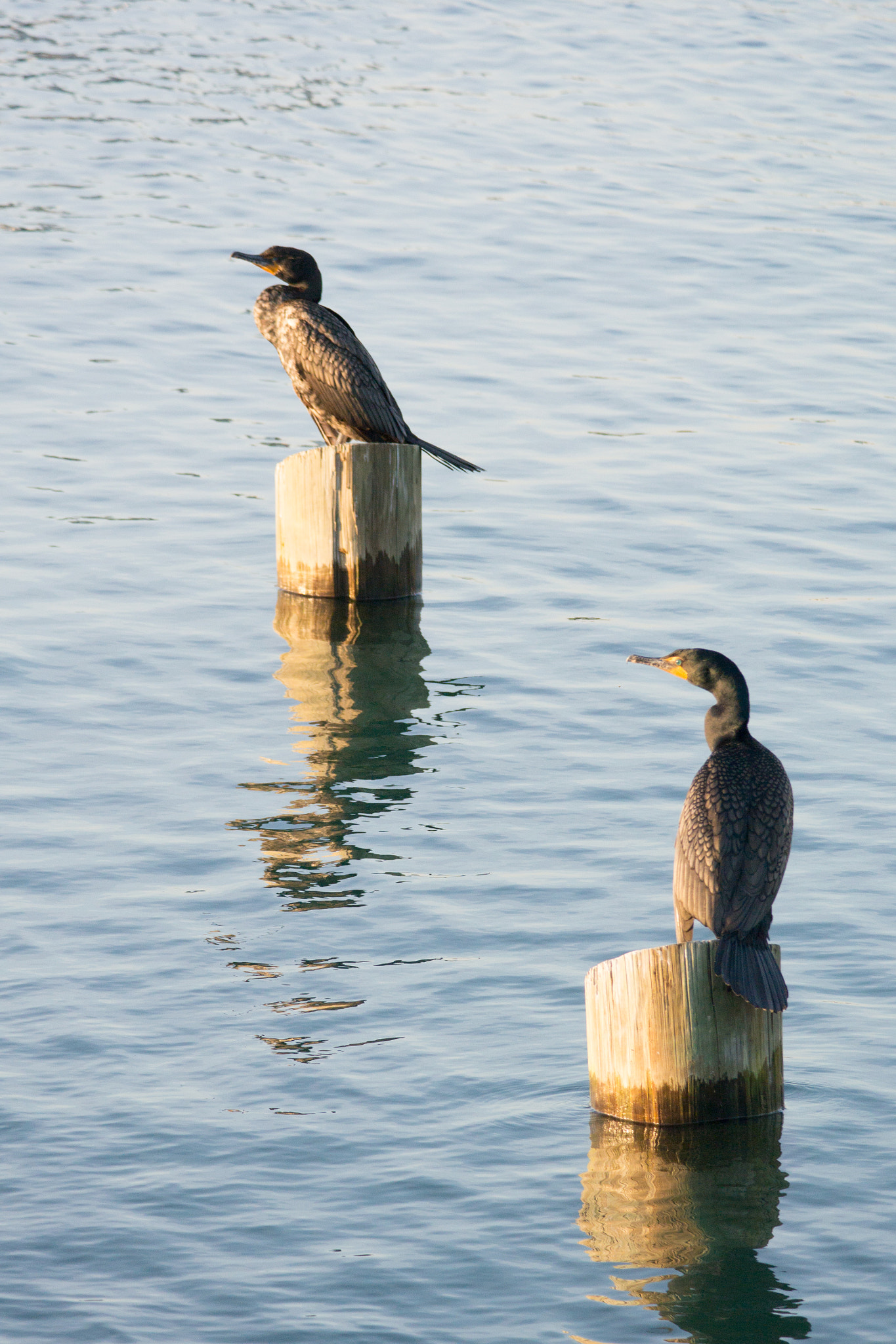 Nikon 1 AW1 + Nikon 1 Nikkor VR 70-300mm F4.5-5.6 sample photo. Cormorants sunning photography