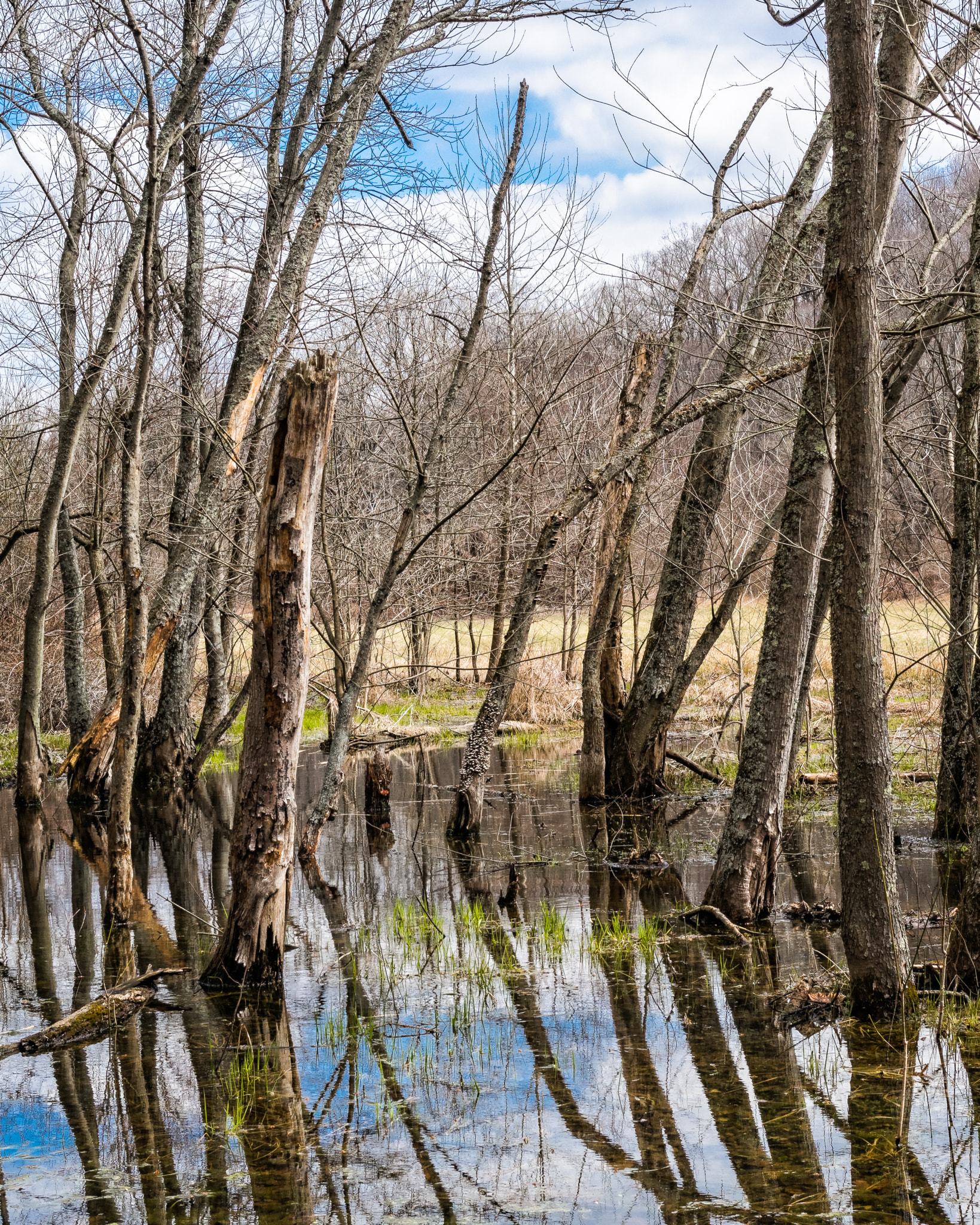 Sony Alpha NEX-5R + Sony Sonnar T* FE 35mm F2.8 ZA sample photo. Winter swamp photography