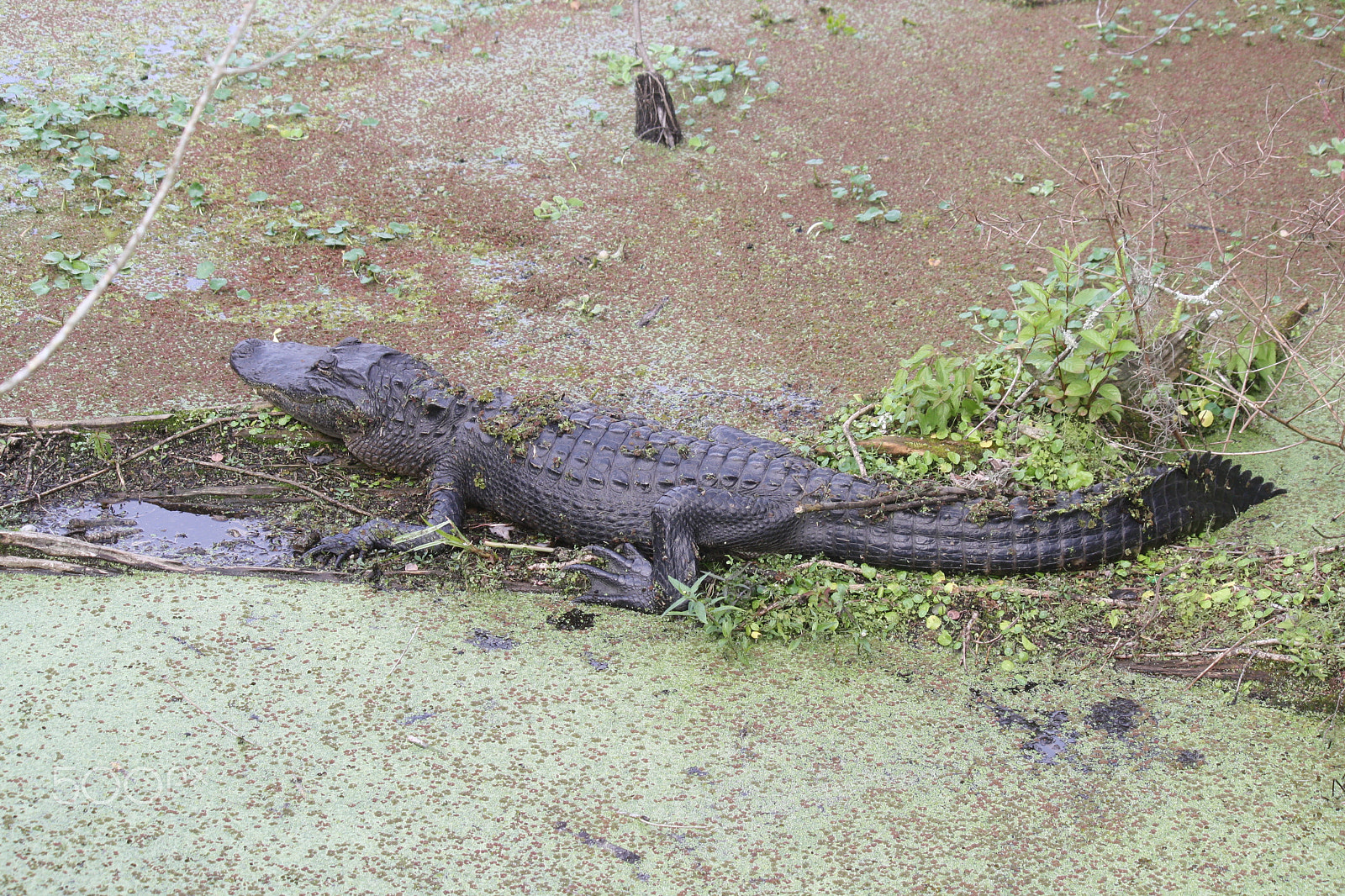 Canon EOS 1000D (EOS Digital Rebel XS / EOS Kiss F) sample photo. Gator photography
