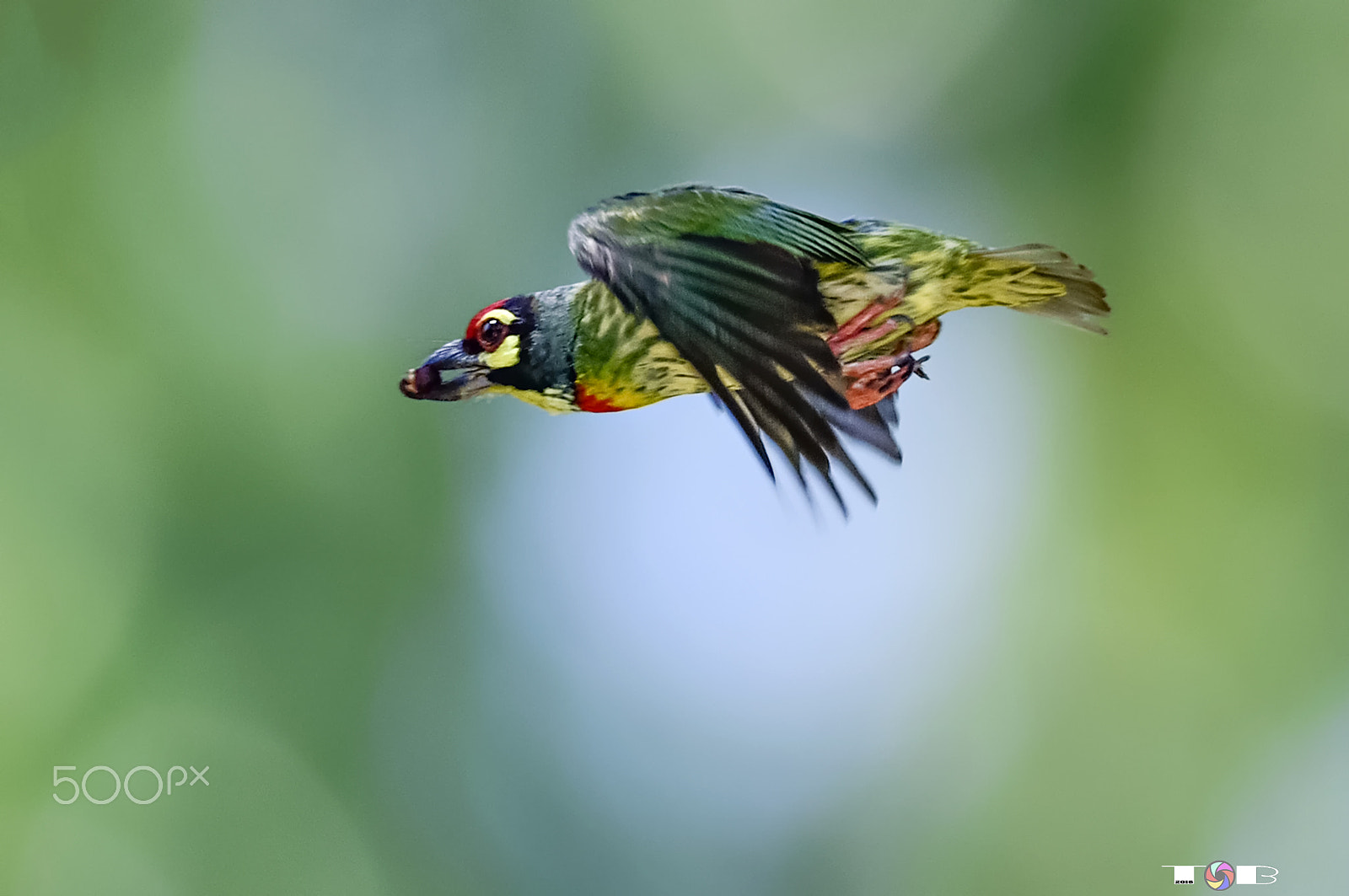 Nikon AF-S Nikkor 600mm F4D ED-IF II sample photo. ^0^ photography