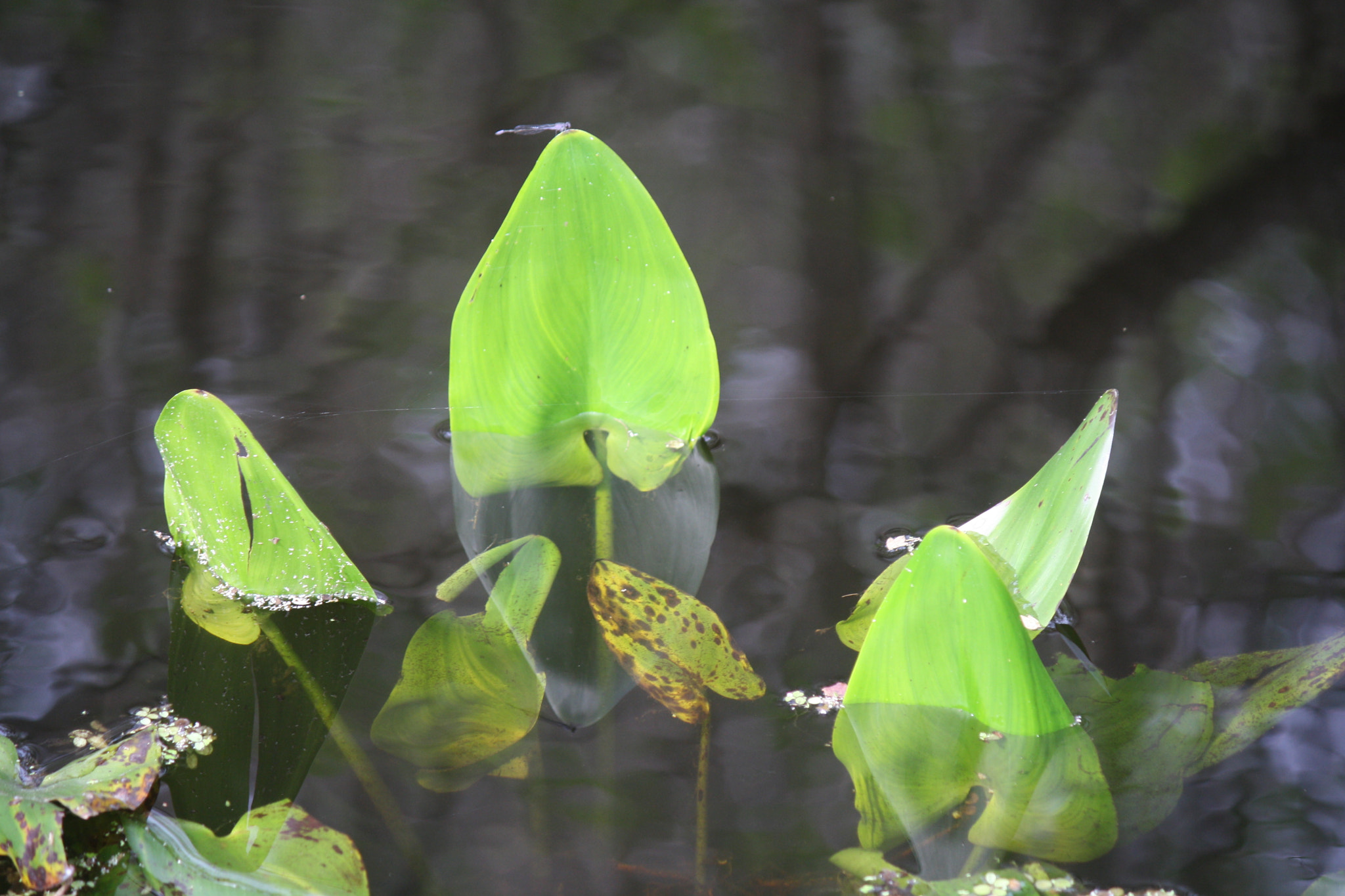 Canon EOS 1000D (EOS Digital Rebel XS / EOS Kiss F) sample photo. Double reflection photography