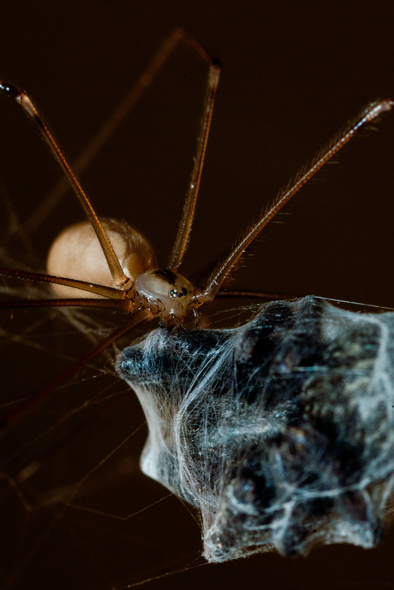 Pentax K200D + Tamron SP AF 90mm F2.8 Di Macro sample photo. Spider lunch #1 photography