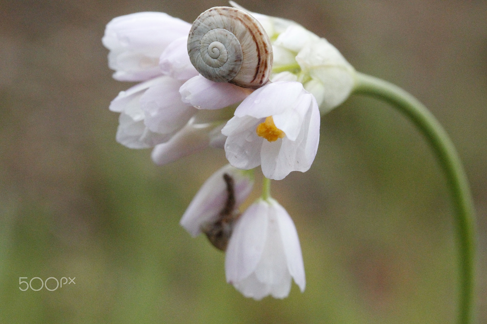 Canon EF-S 60mm F2.8 Macro USM sample photo. Aaeeco photography