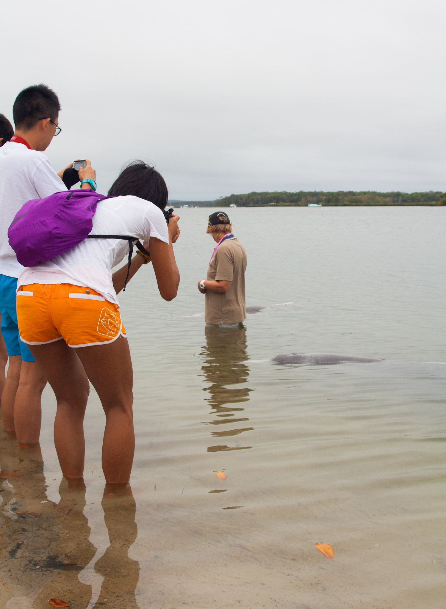 Tamron AF 28-200mm F3.8-5.6 XR Di Aspherical (IF) Macro sample photo. Dolphin feeding, tin can bay photography
