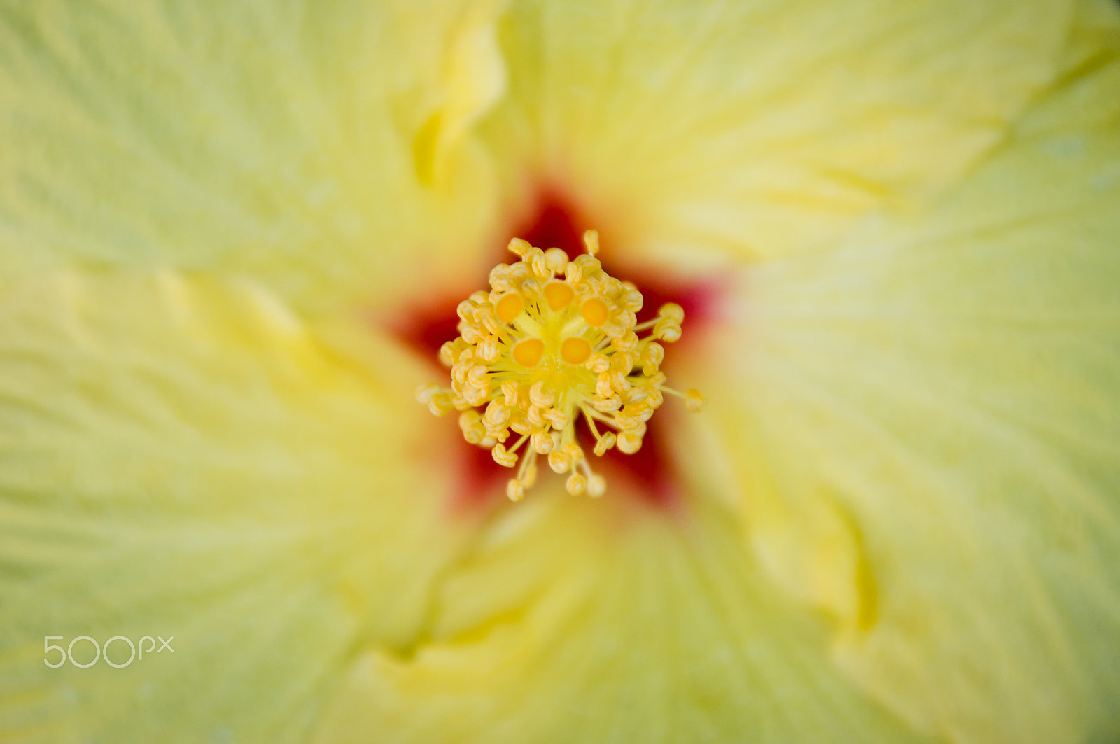 Sony SLT-A55 (SLT-A55V) sample photo. A star flower... photography