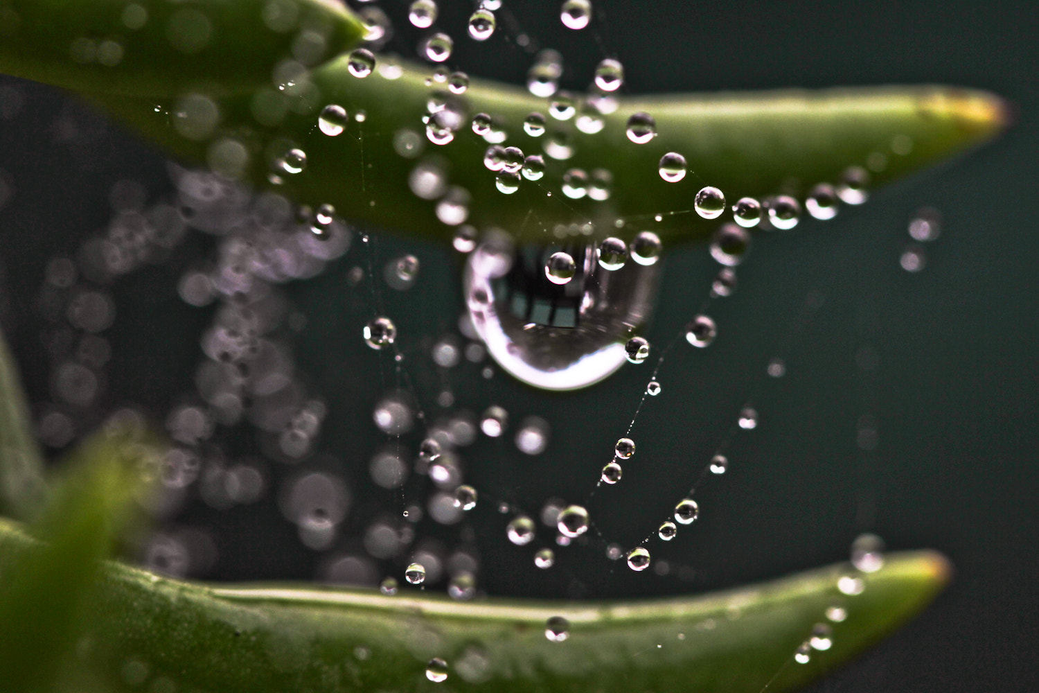 Canon EOS 7D + Canon EF 100mm F2.8 Macro USM sample photo. Winter succulence photography