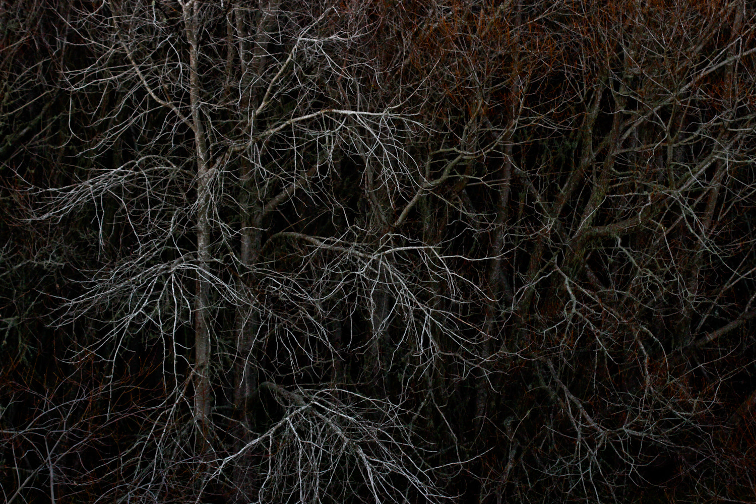 Canon EOS 7D + Canon EF 100mm F2.8 Macro USM sample photo. The bones of winter photography