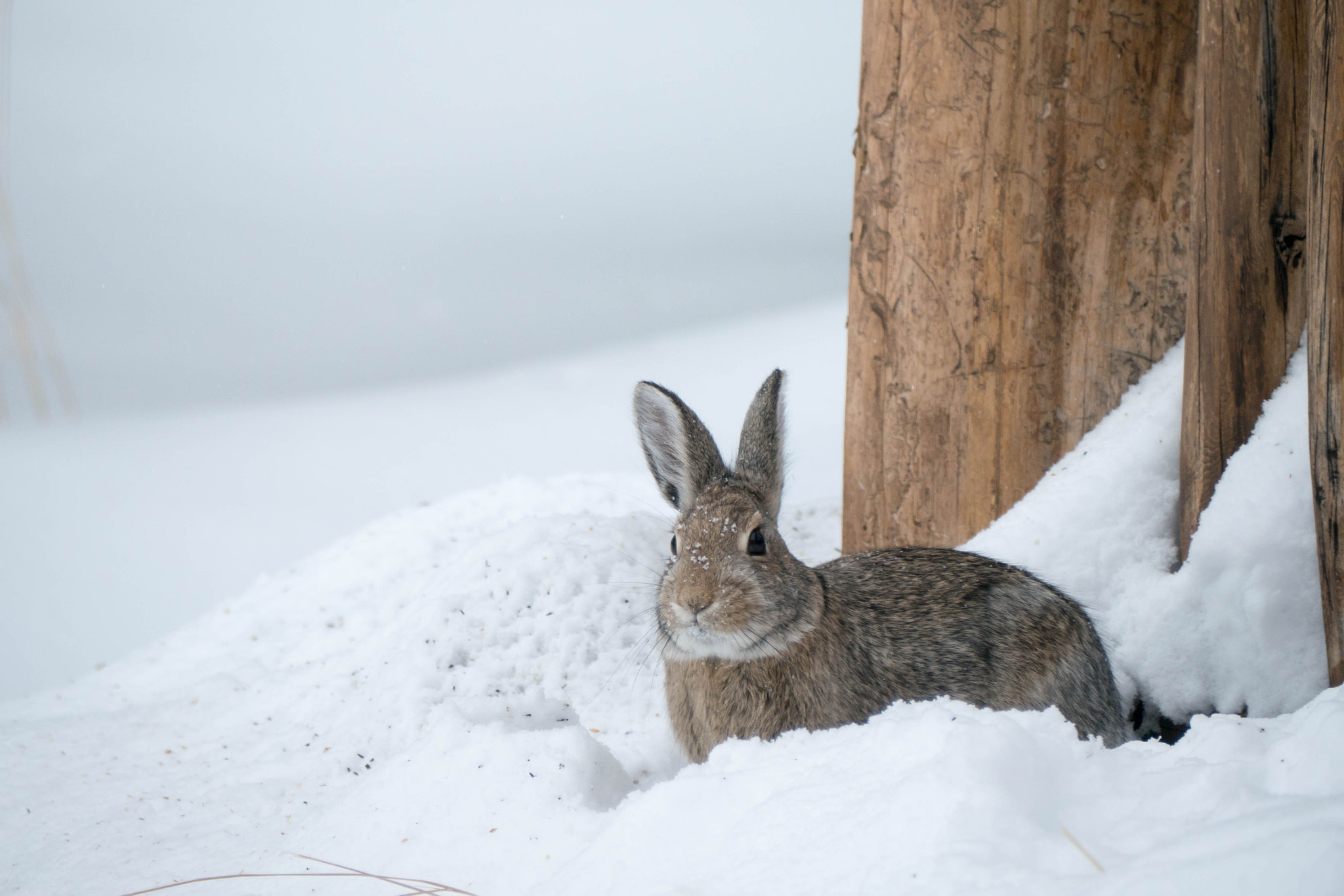 Panasonic Lumix DMC-G7 sample photo. 1-31-2015.jpg photography