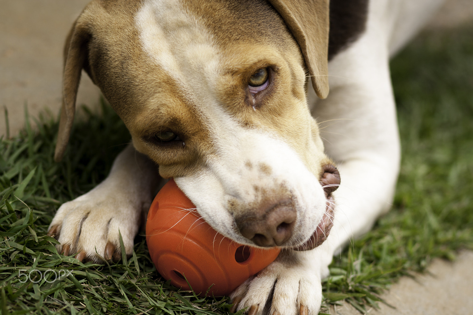 Canon EOS 1000D (EOS Digital Rebel XS / EOS Kiss F) sample photo. Dog photography