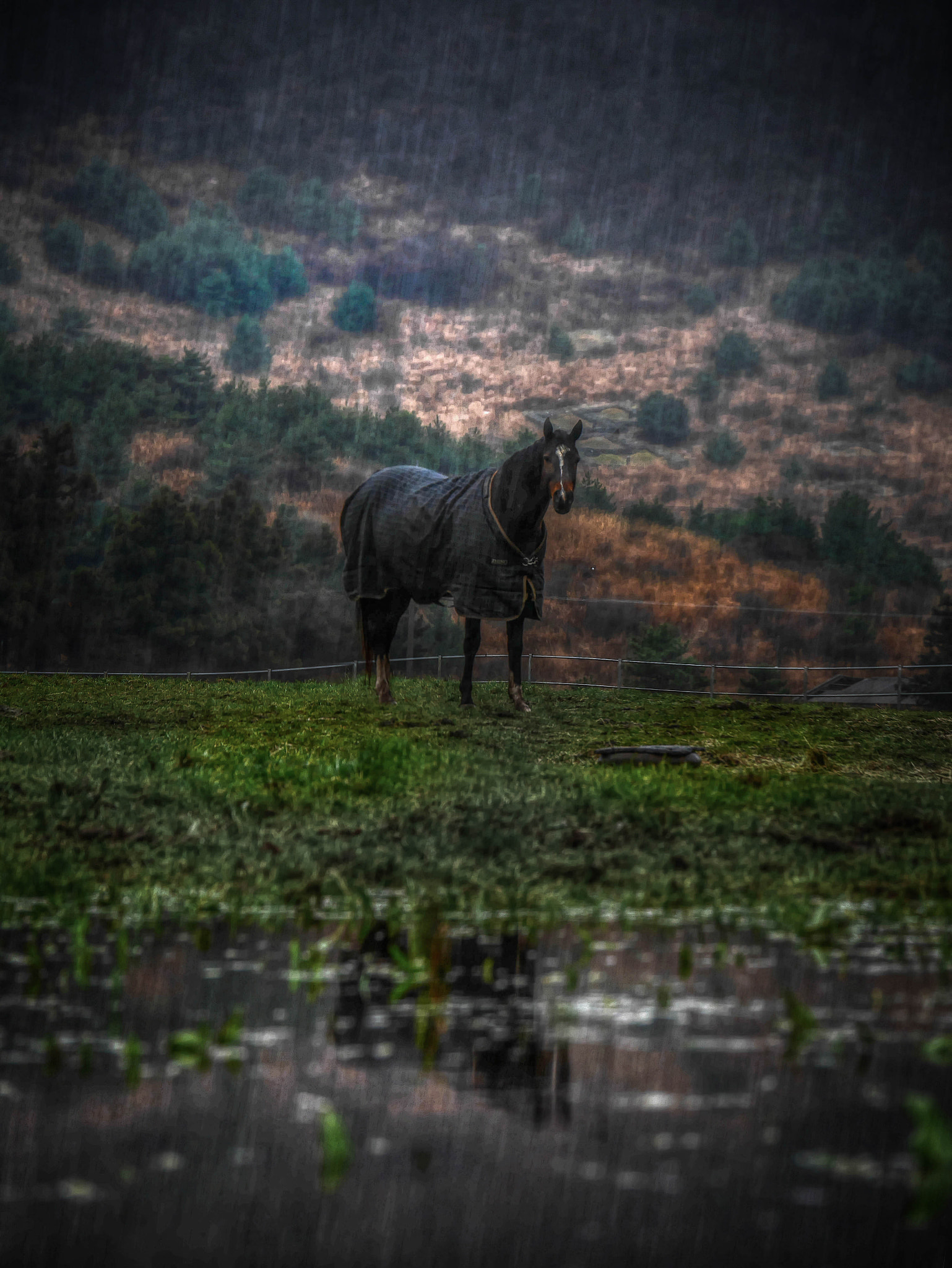 Panasonic Lumix G X Vario 35-100mm F2.8 OIS sample photo. The encounter in winter rain photography