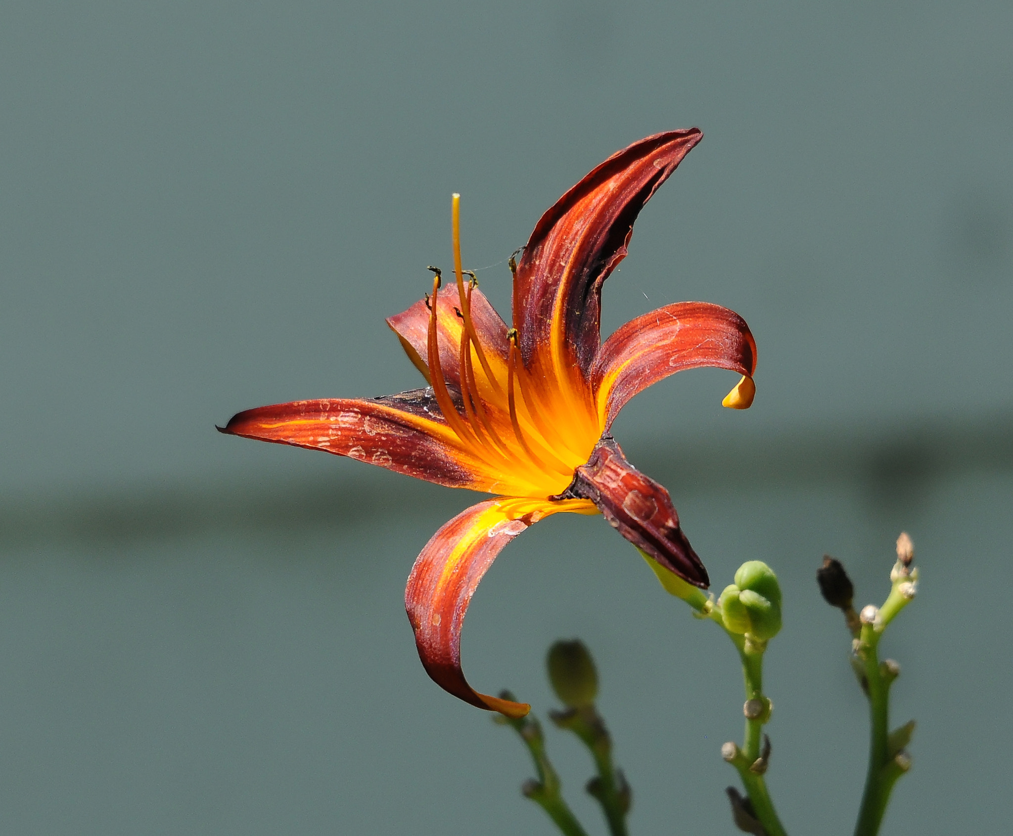 Nikon D300 + Sigma 120-400mm F4.5-5.6 DG OS HSM sample photo. Day lilly photography