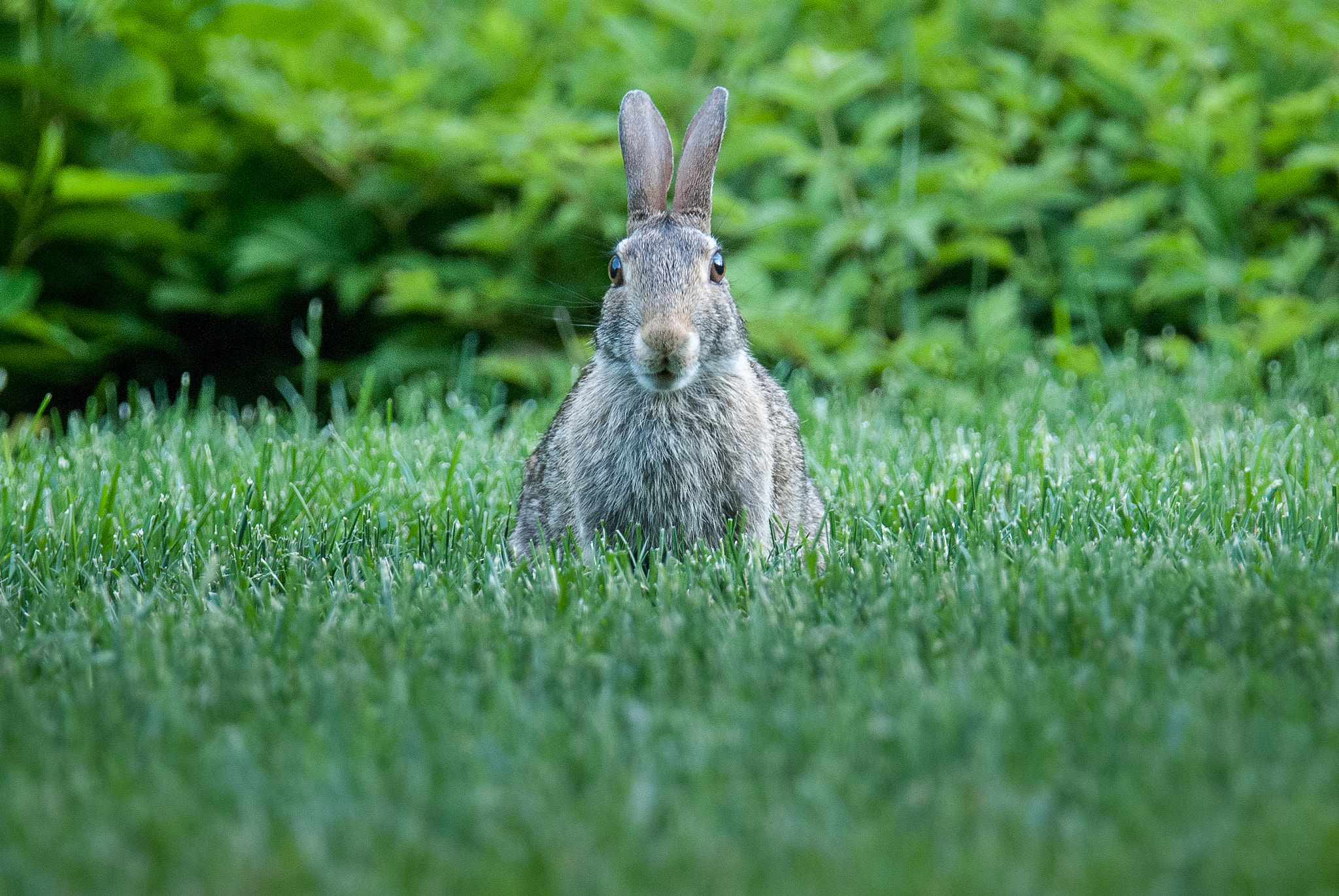 Nikon D80 + Tamron SP 150-600mm F5-6.3 Di VC USD sample photo. Bunny at university of chicago photography