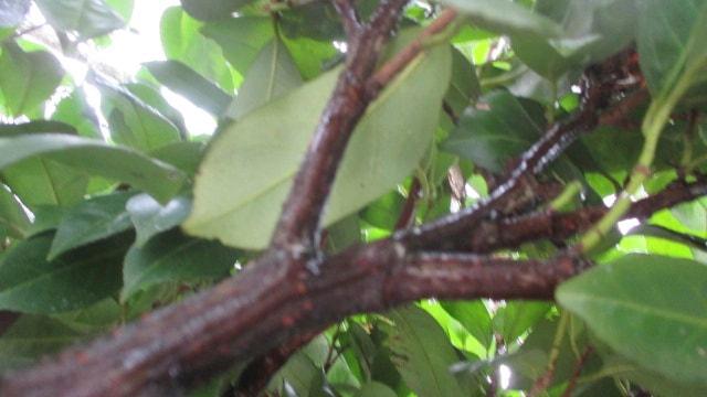 Canon PowerShot ELPH 115 IS (IXUS 132 / IXY 90F) sample photo. Img_0759.jpg photography