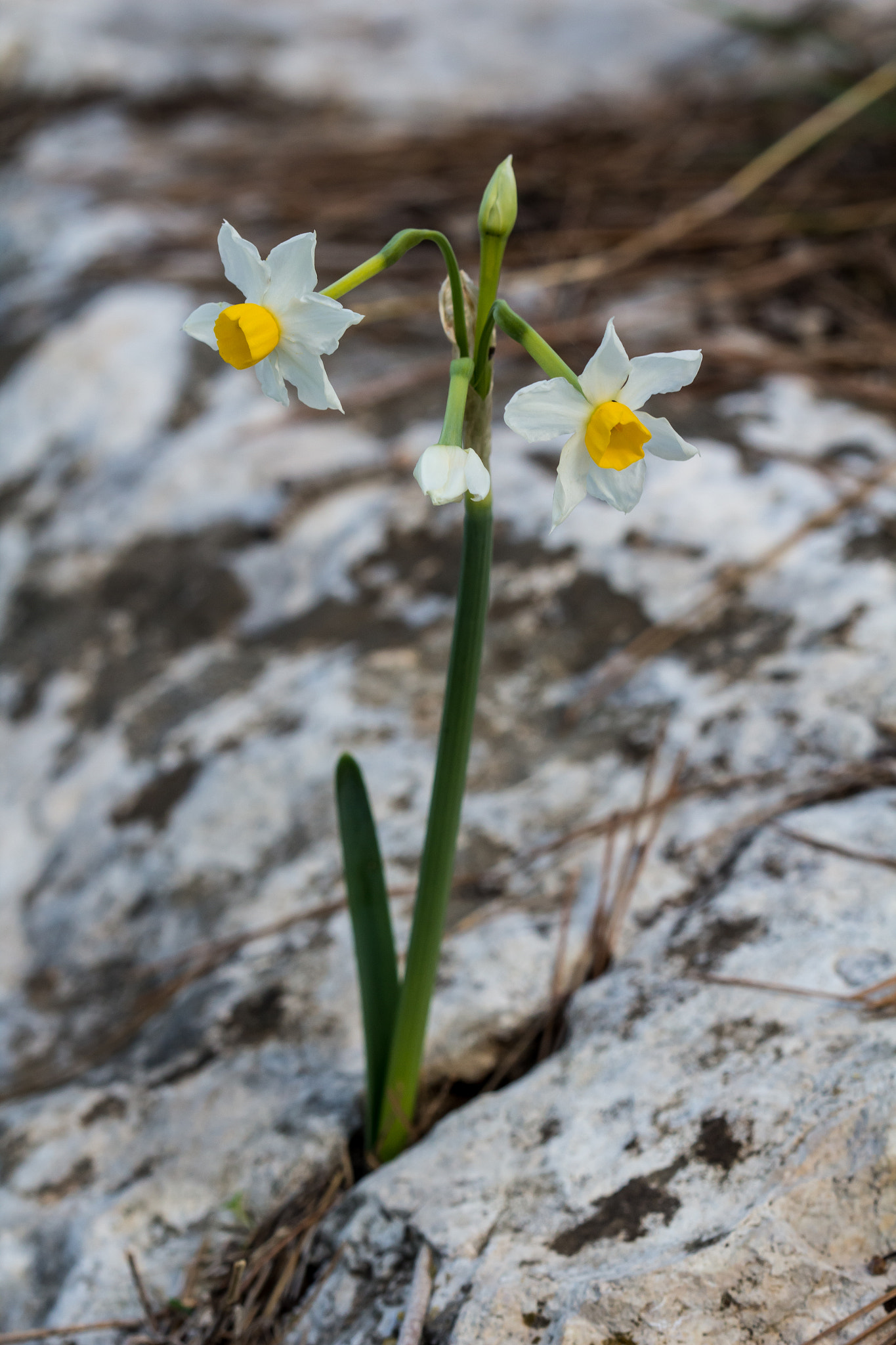 Canon EOS 60D + Canon EF 100mm F2.8 Macro USM sample photo. Spring 2016 is coming photography