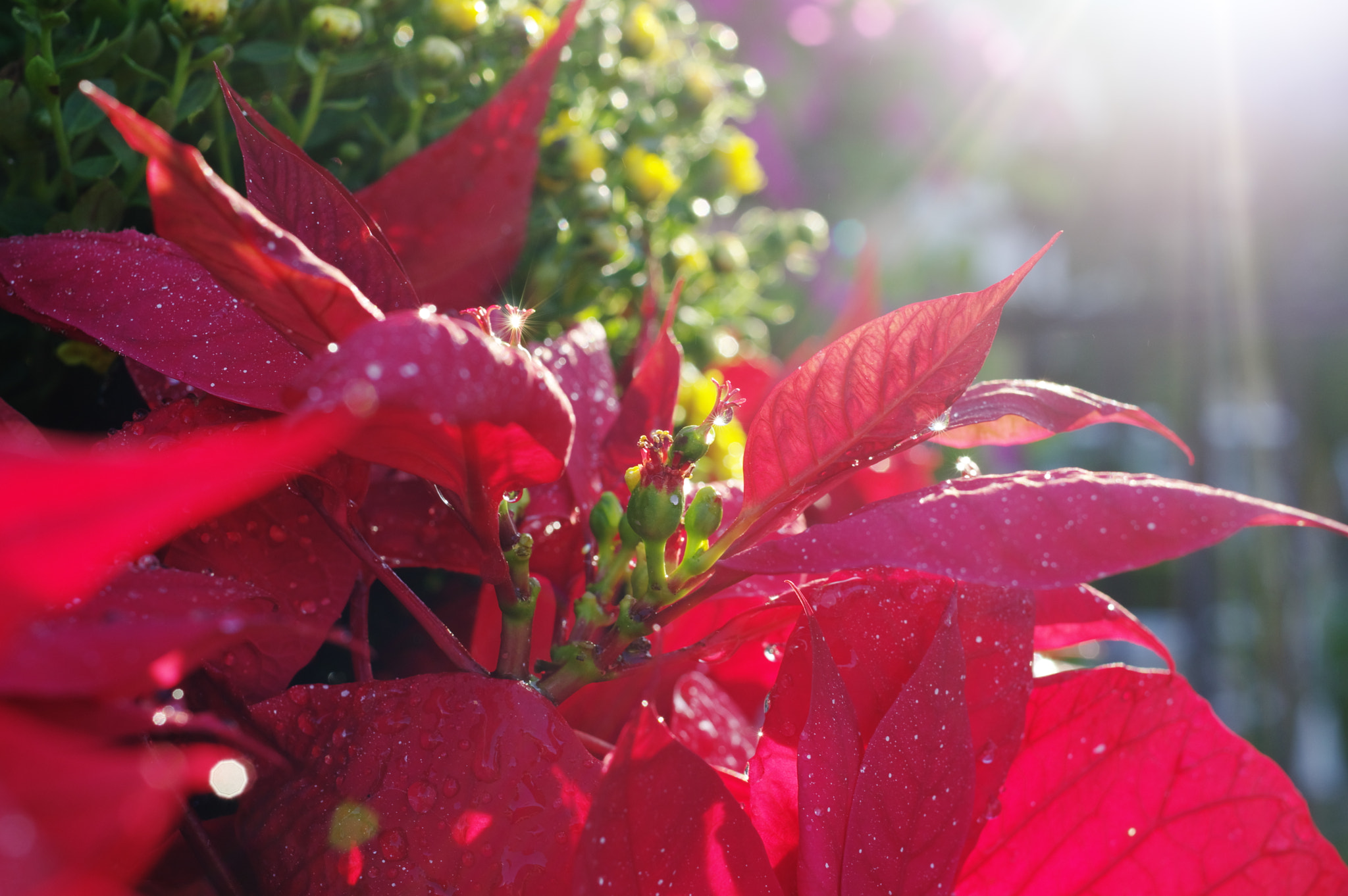 Pentax K-3 + HD Pentax DA 35mm F2.8 Macro Limited sample photo. Lunar new year photography