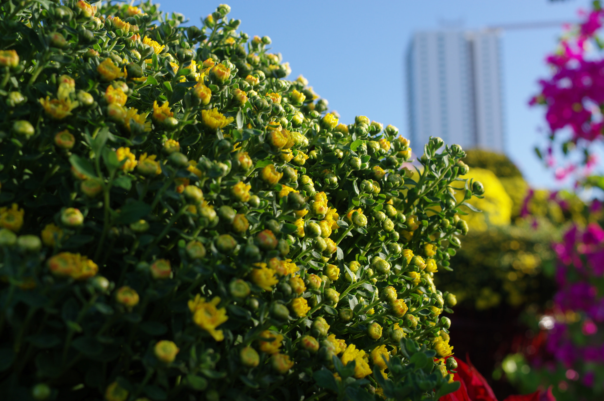 Pentax K-3 + HD Pentax DA 35mm F2.8 Macro Limited sample photo. Lunar new year photography