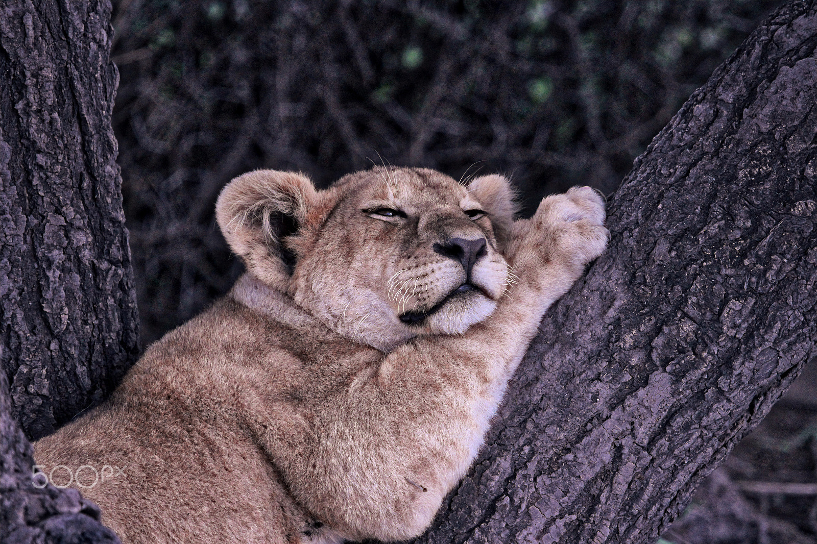 Canon EF 100-400mm F4.5-5.6L IS USM sample photo. Sleepy lion cub photography