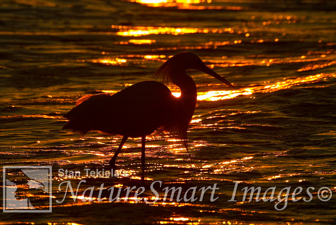 Canon EOS-1D sample photo. Snowy egret at sunset photography