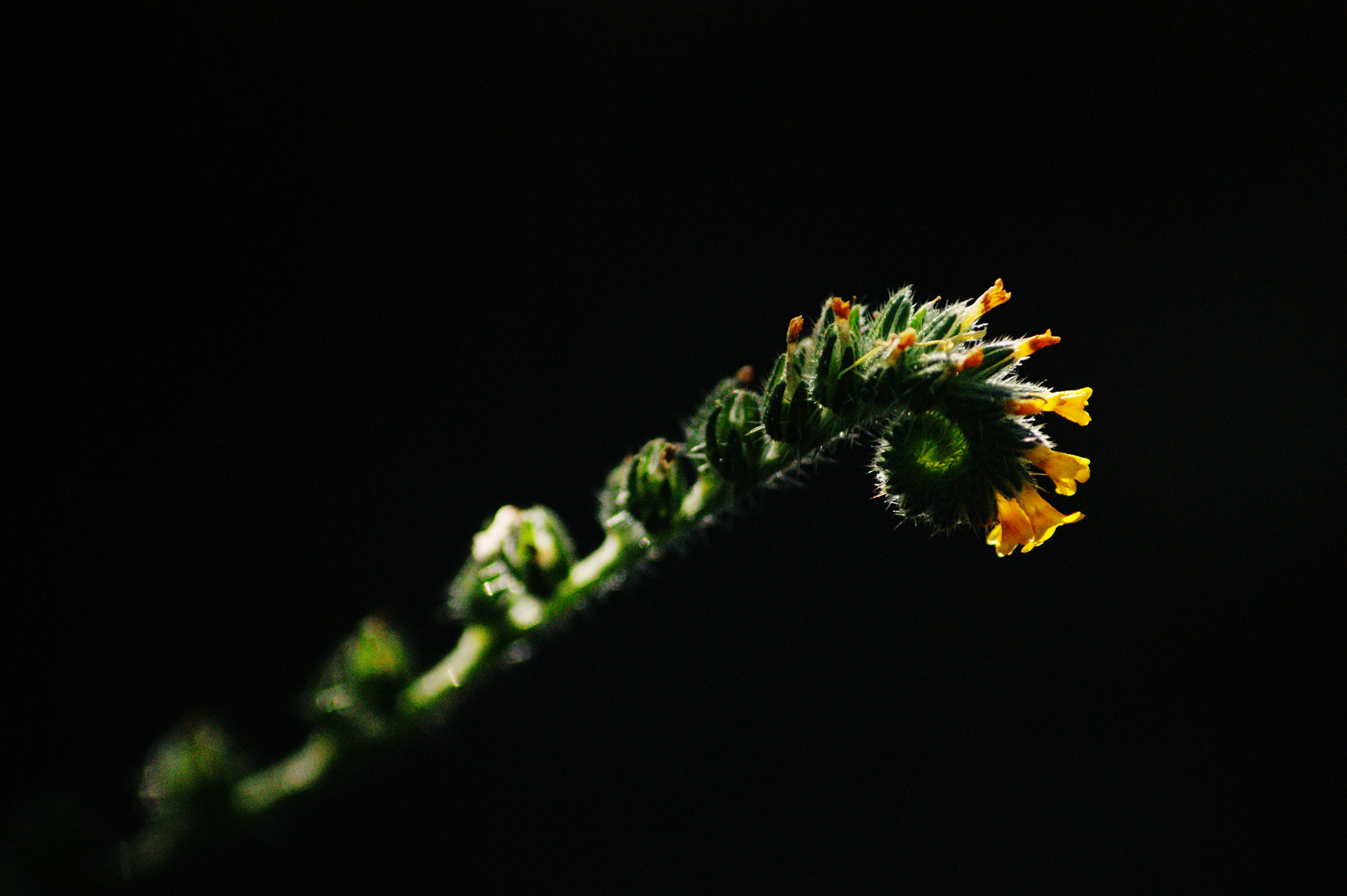 Sony Alpha DSLR-A390 sample photo. Floral spiral photography