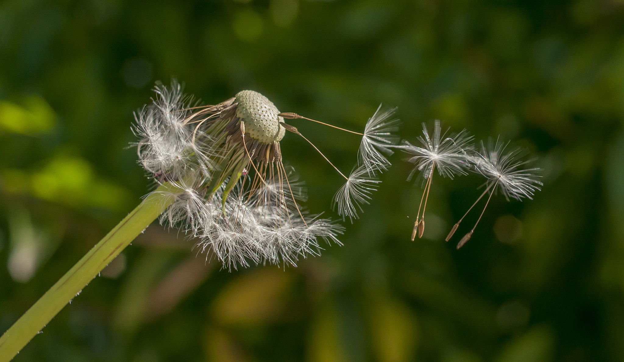 Nikon D300 + Nikon AF Nikkor 35mm F2D sample photo. Dandelion photography