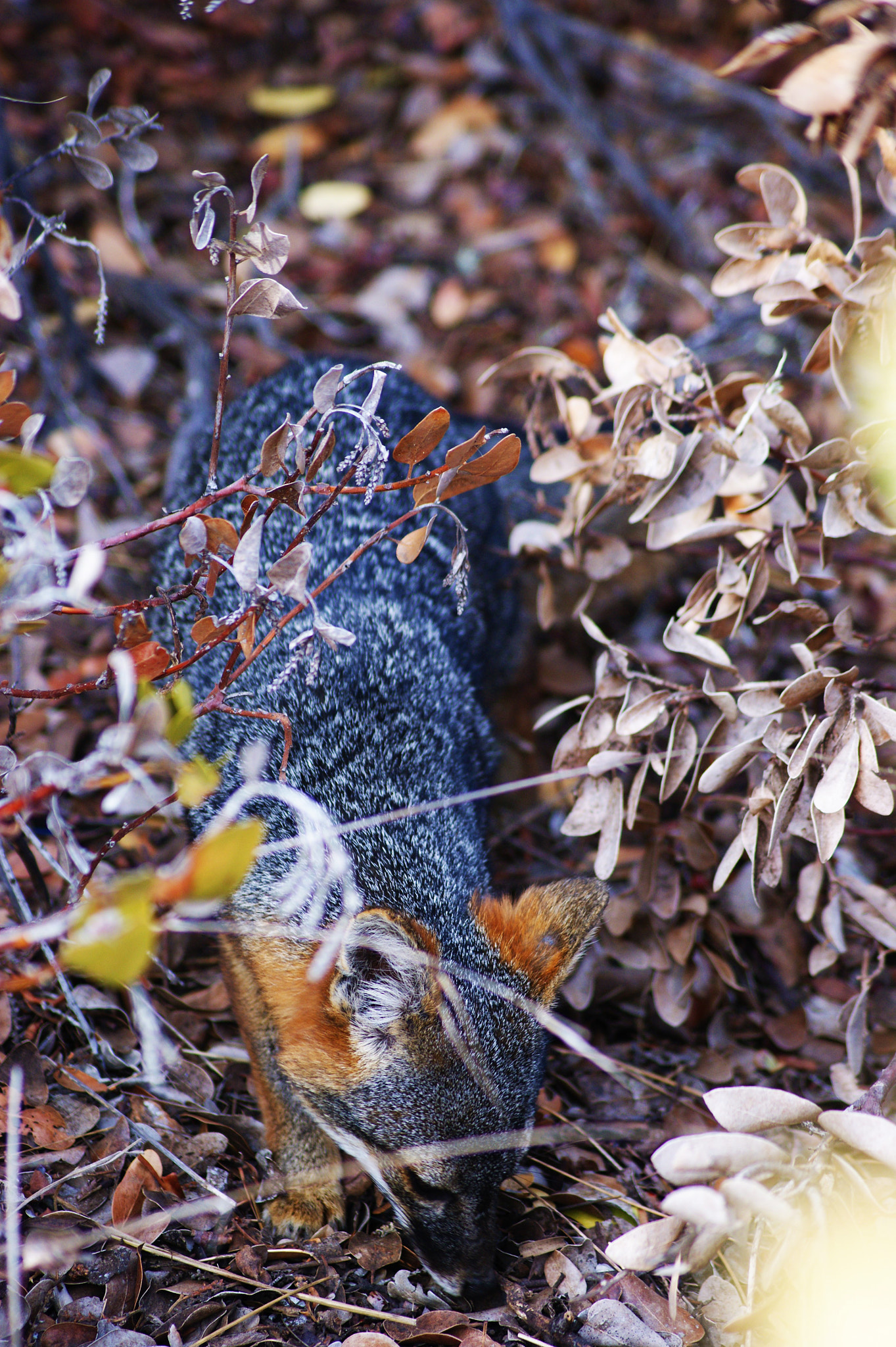 Sony Alpha DSLR-A390 sample photo. Shy fox photography