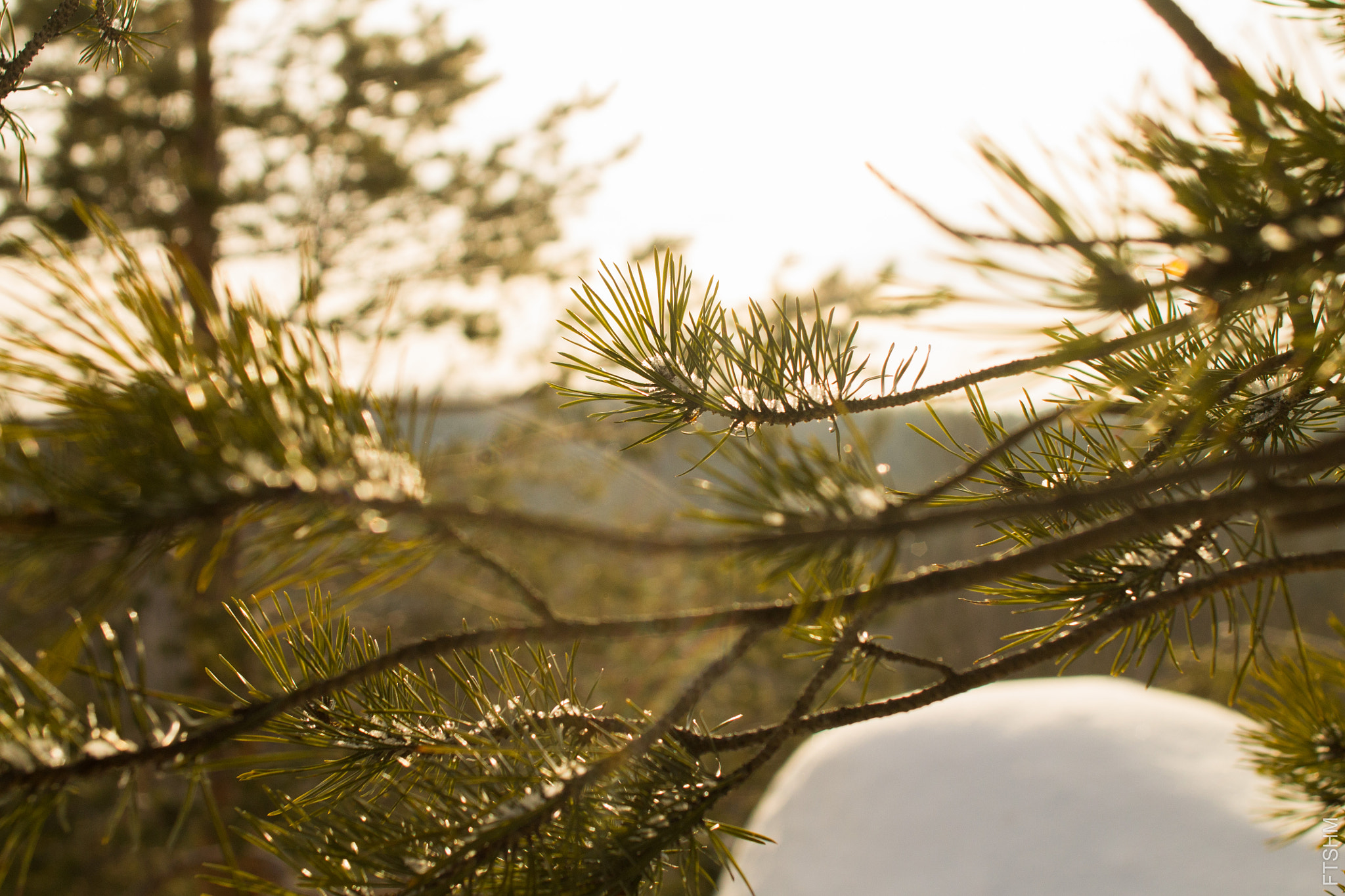 Canon EOS 1100D (EOS Rebel T3 / EOS Kiss X50) + Canon EF 28mm F2.8 sample photo. Pine in sun photography